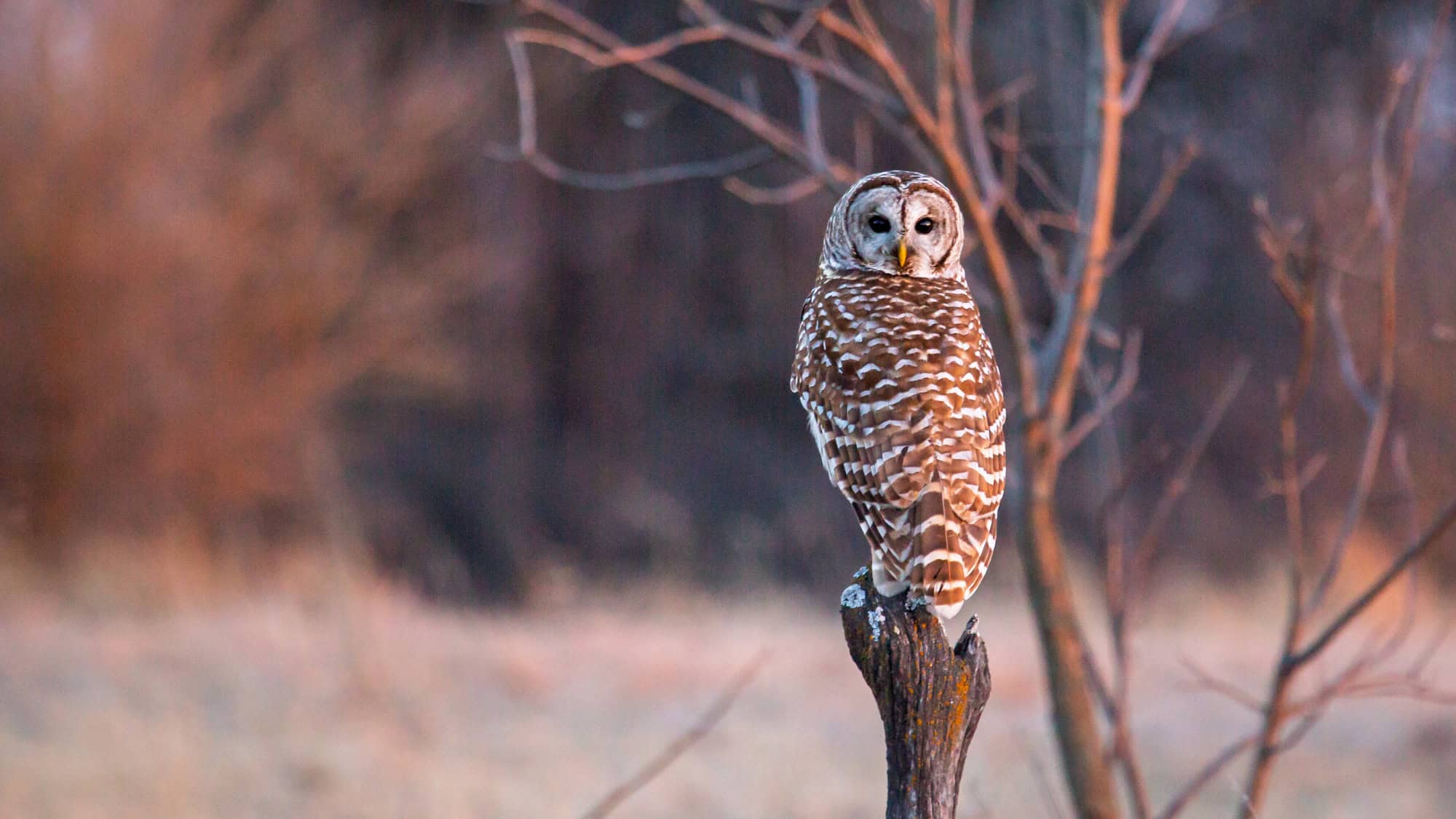 A barred owl sits upright on a broken tree stump, its round face and dark eyes framed by warm evening light and surrounded by softly blurred, leafless branches.