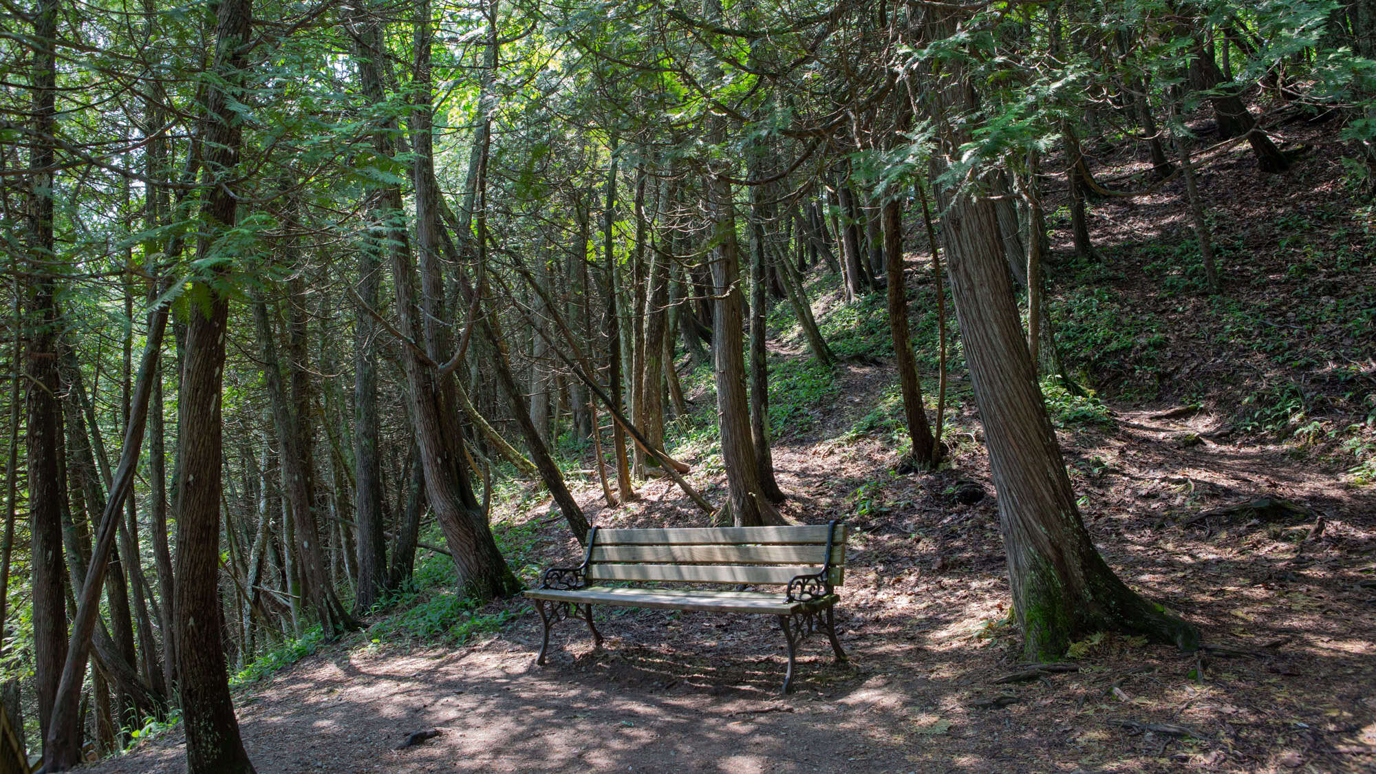 Wooden bench nestled in a quiet, shady cedar forest on Mackinac Island, with dappled light filtering through tall trees.