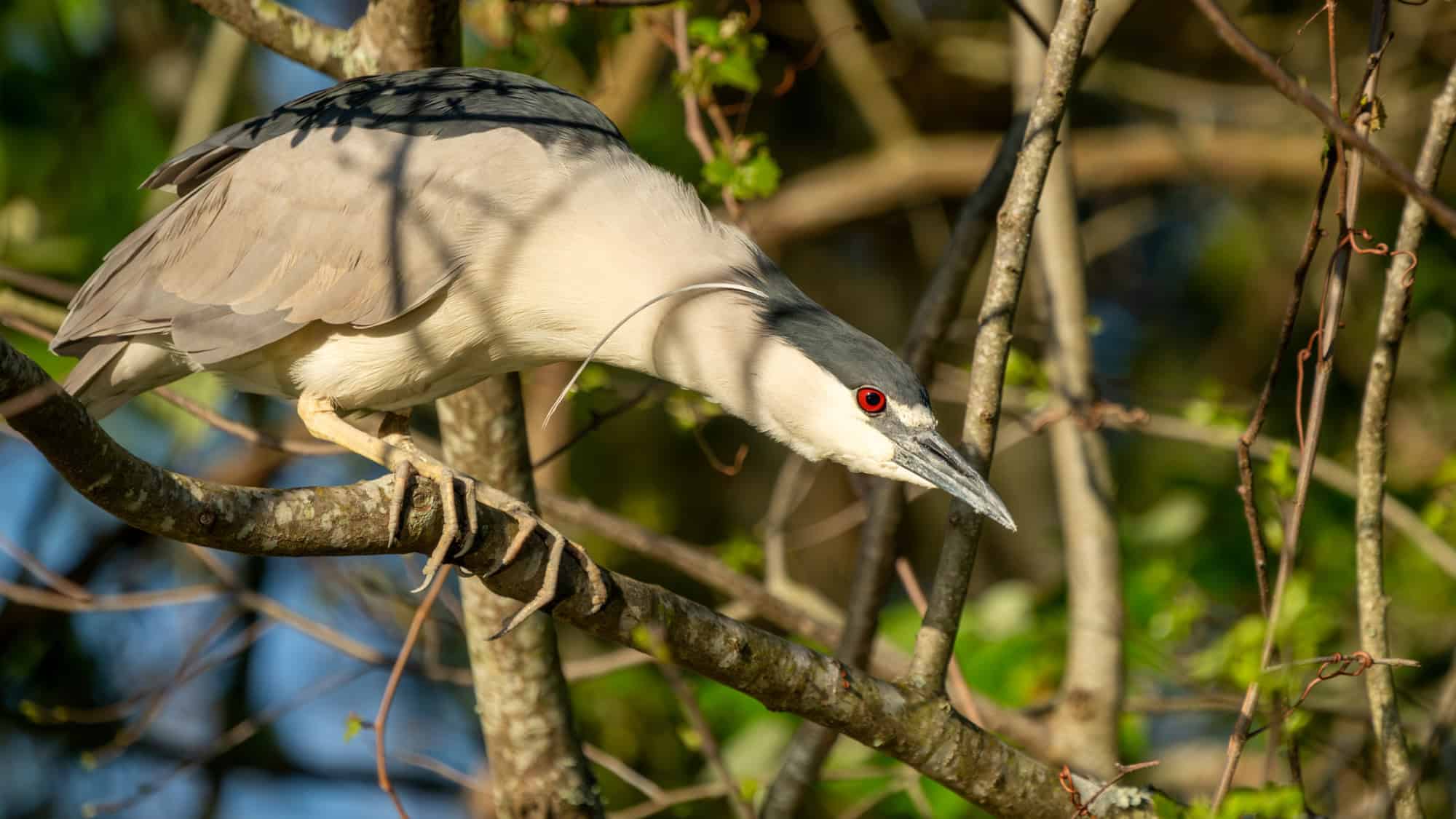 A black-crowned night heron clings to a thin branch in dappled sunlight, its sleek pale body and bold red eye contrasting with the dark cap on its head and the tangle of green foliage around it.