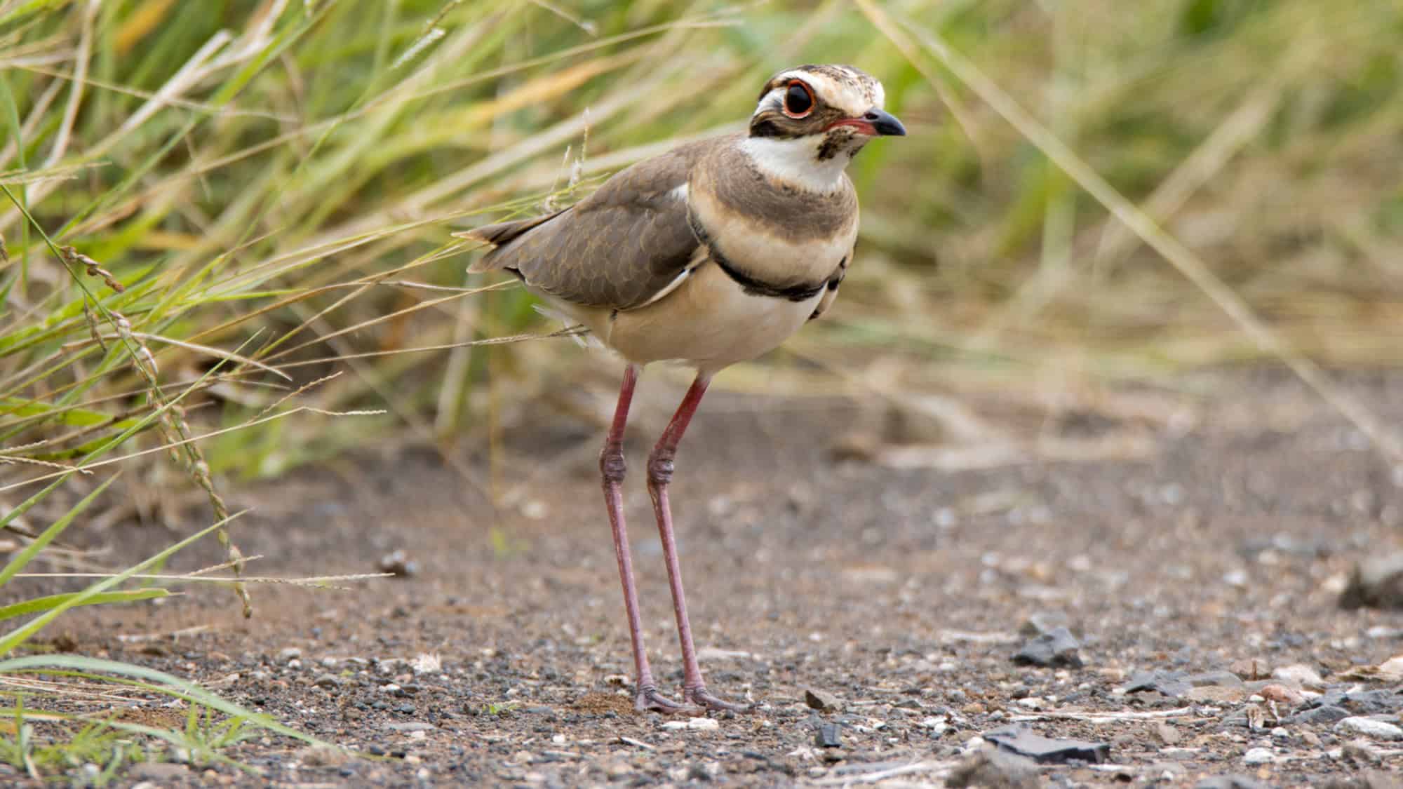 A bronze-winged courser stands alert on long pink legs along a dirt path, with its sharply outlined face, wide red-rimmed eyes, and earth-toned plumage set against tall grasses.
