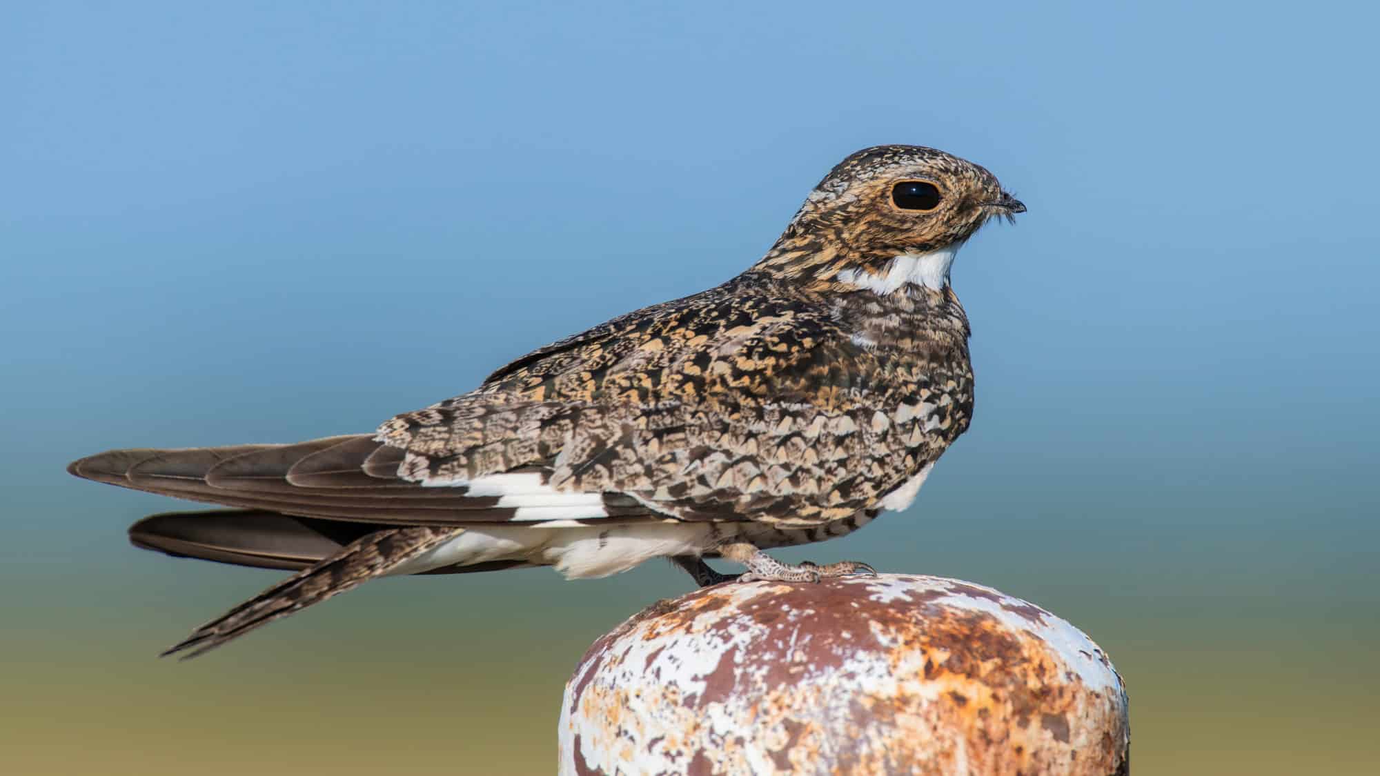 A common nighthawk rests on a rusted metal post, showing off its cryptic mottled plumage and white throat patch under a clear blue sky.
