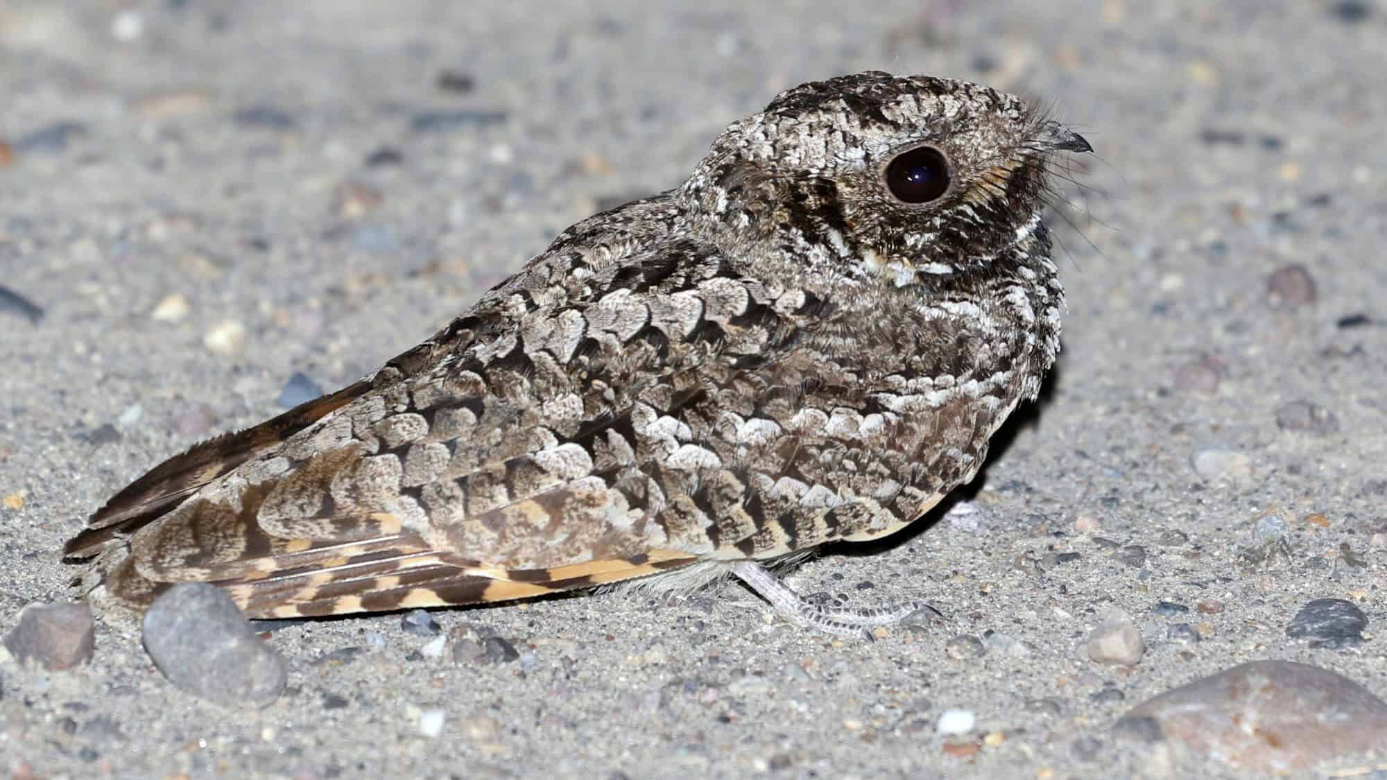 A common poorwill sits camouflaged on gravel, blending into the background with its intricately patterned feathers and dark, wide eyes.