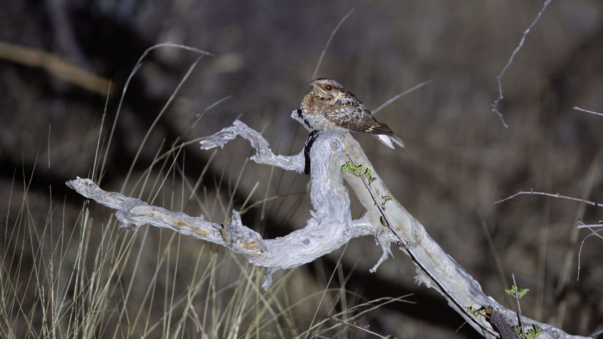 A camouflaged fiery-necked nightjar perched on a twisted, sun-bleached branch at dusk, blending into the dry grassland surroundings with its mottled brown plumage and wide-eyed, alert expression.