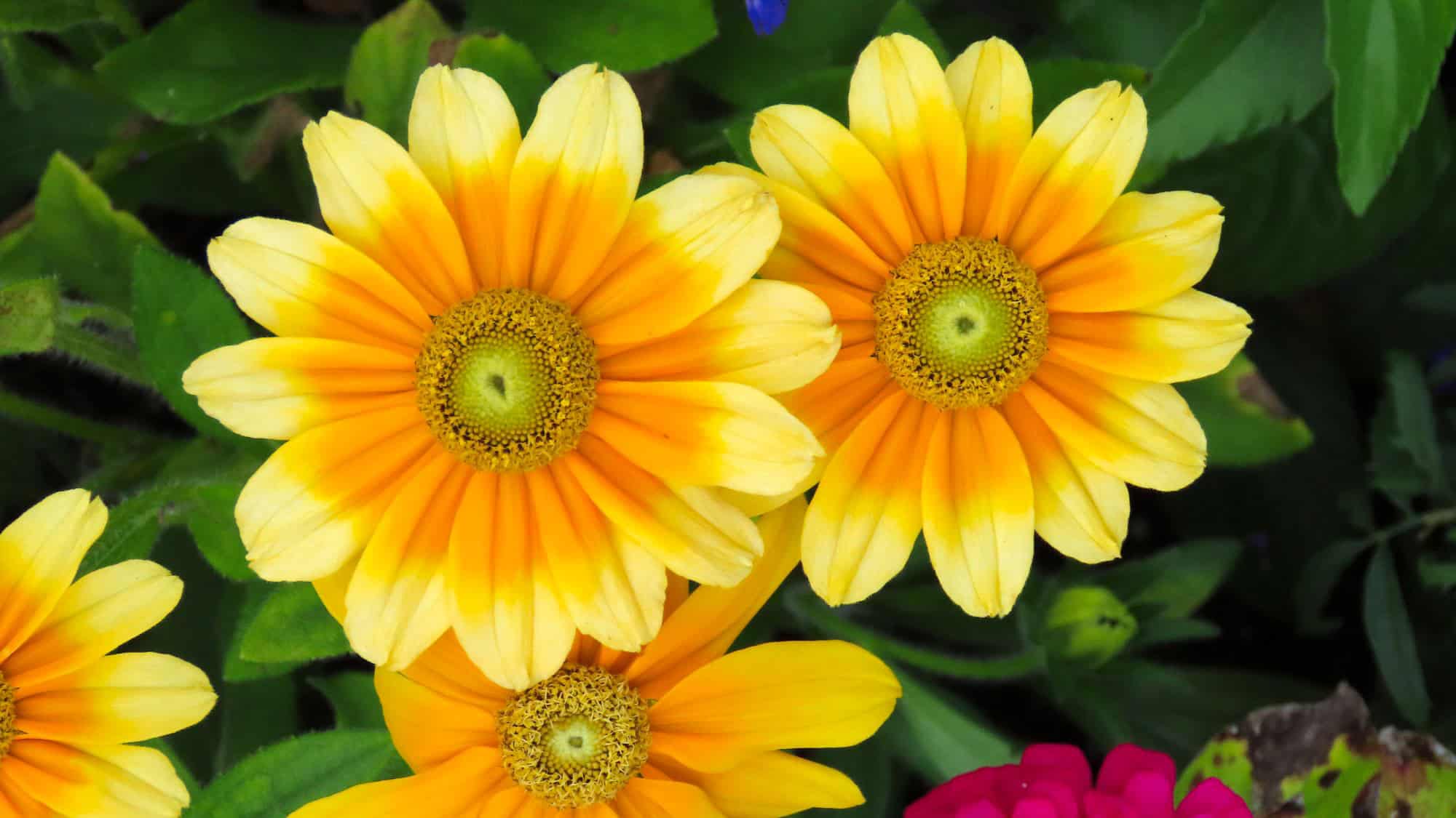 Bright yellow and orange daisies bloom vibrantly against a backdrop of lush green leaves, their petals radiating outward around textured yellow-green centers.
