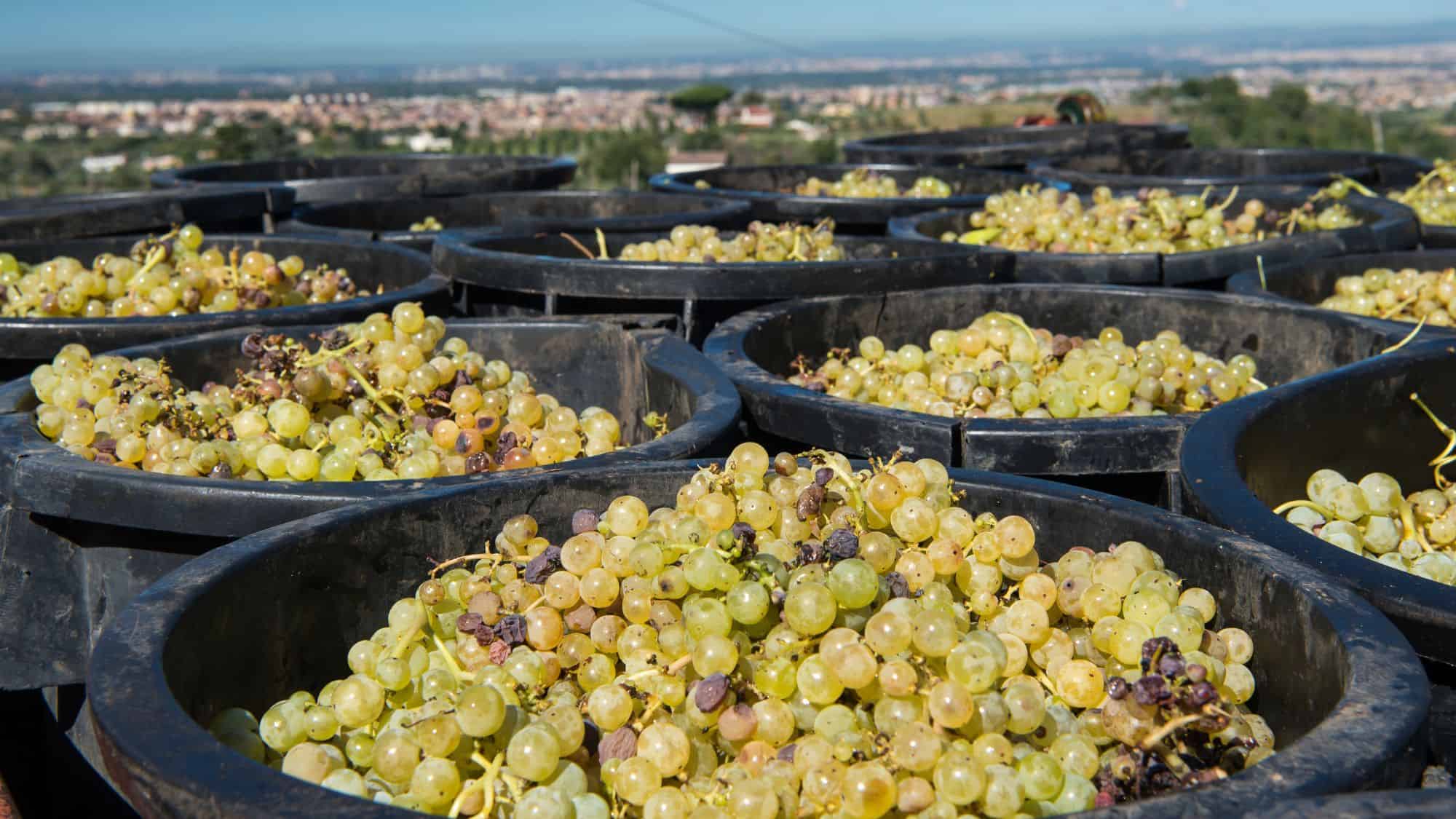 Large black bins filled with freshly harvested pale green Frascati wine grapes, with a townscape visible in the distant background.