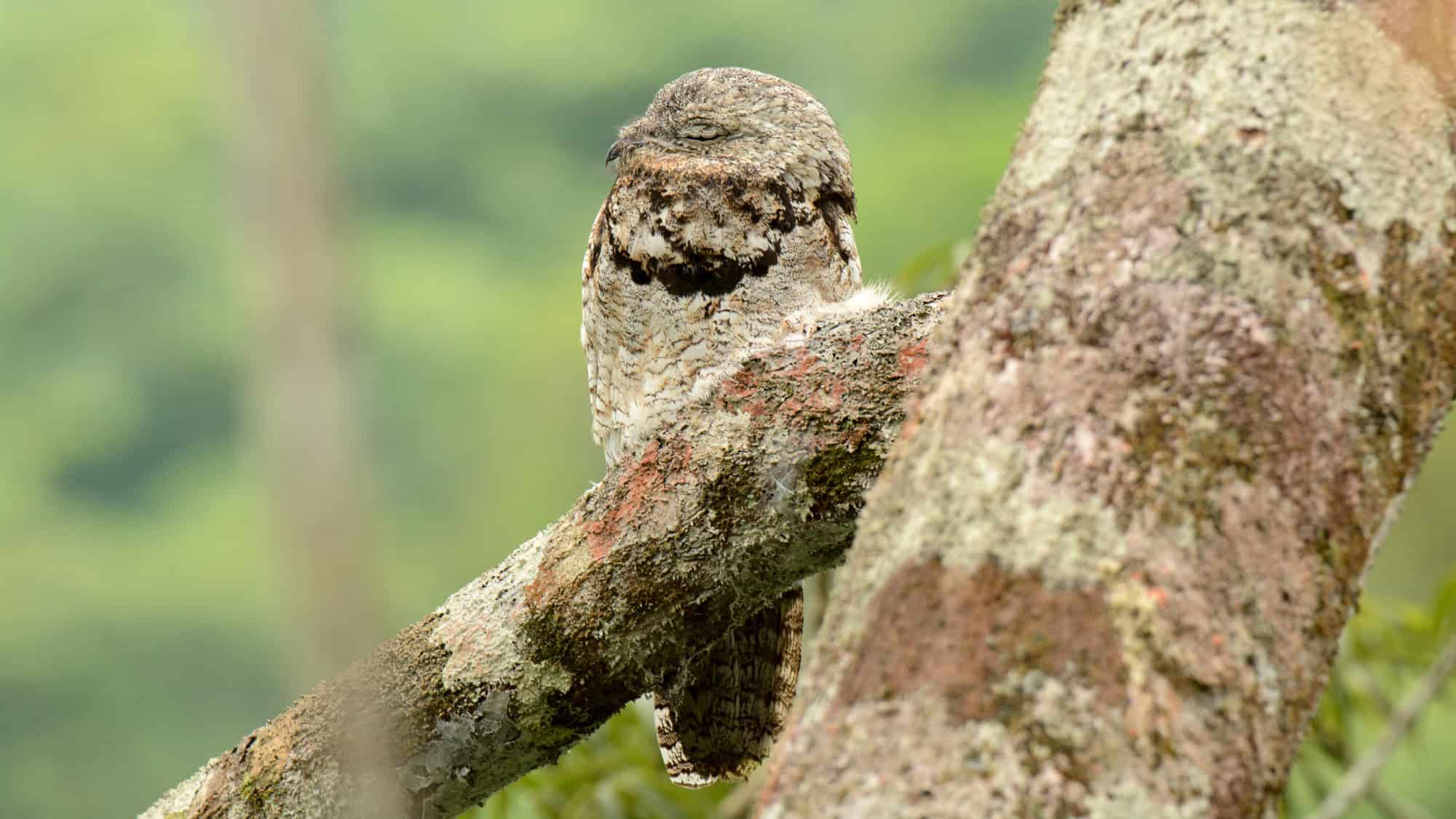 A great potoo perfectly camouflaged against a tree trunk, its grey and mottled feathers mimicking the bark texture, with eyes closed and body still, blending seamlessly into the forest background.