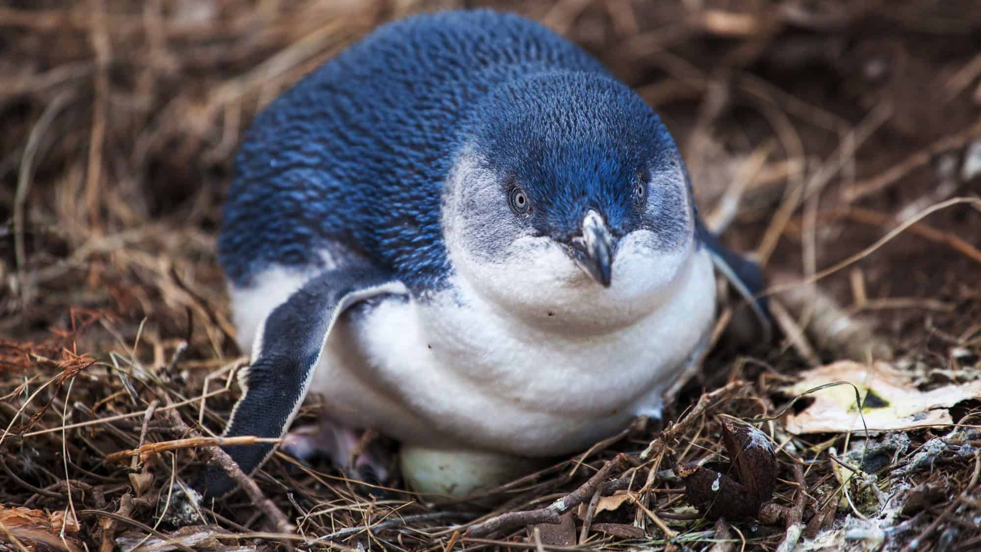 A close-up of a little penguin (also known as a fairy penguin) sitting protectively on a nest with visible eggs beneath its body, surrounded by dry grass and twigs.

