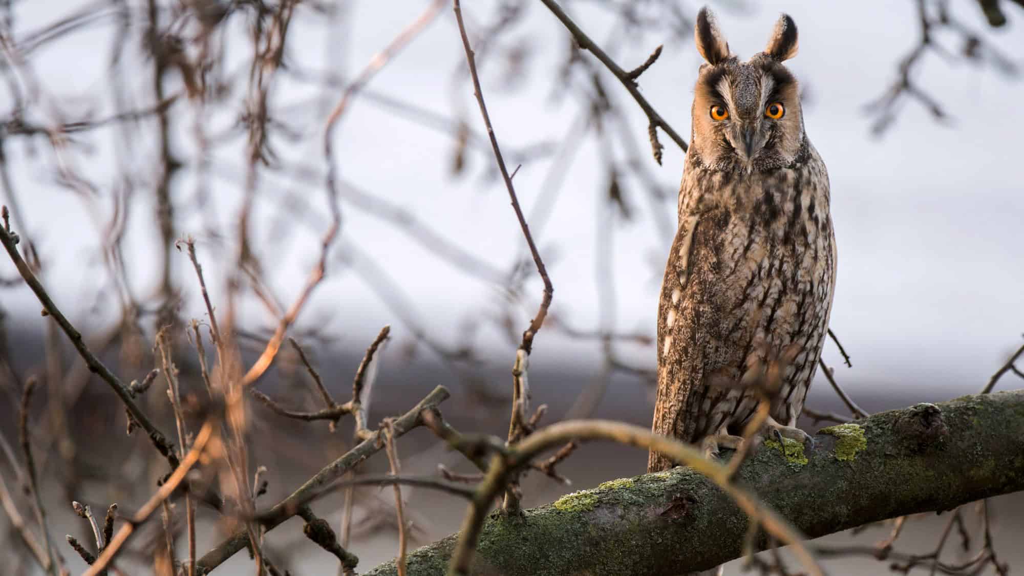 A long-eared owl perches on a bare branch, framed by a web of leafless twigs, with its orange eyes and feather tufts standing out against its mottled brown and cream feathers.