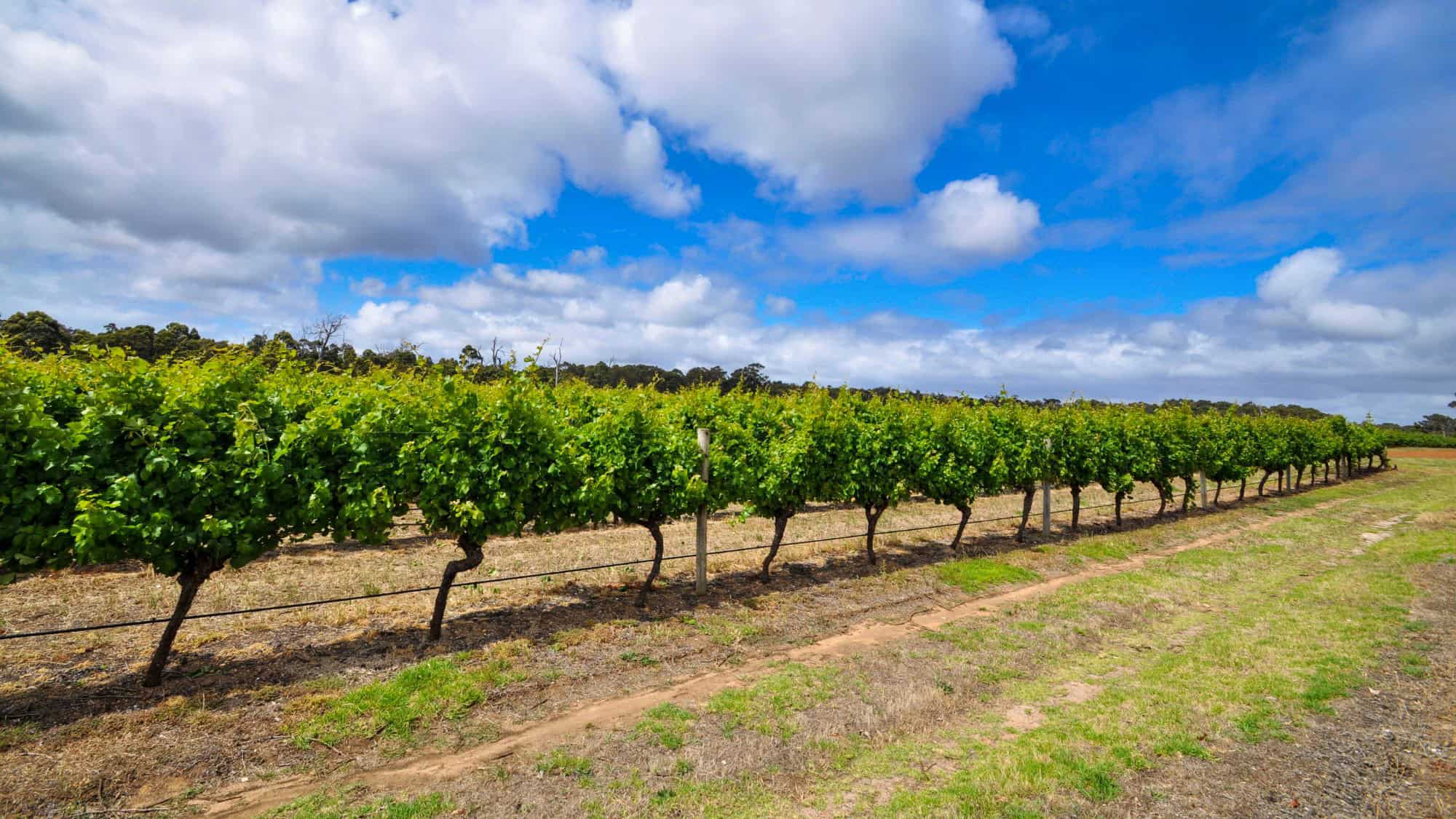 Rows of lush green grapevines stretch across the frame under a partly cloudy blue sky in Australia’s Margaret River wine region. The vineyard is neatly lined, showcasing the region's agricultural beauty and premium wine-growing landscape.