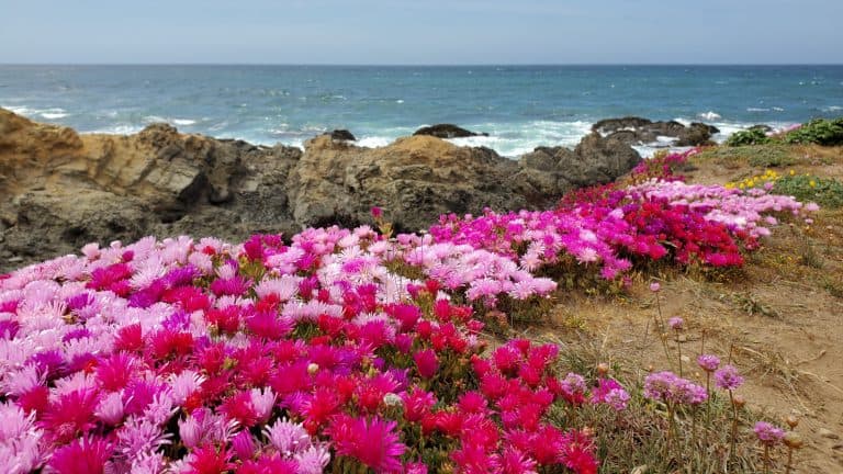 A burst of vibrant pink, fuchsia, and magenta flowers blooming along a rocky seaside bluff, with waves breaking gently in the background beneath a cloudy sky.