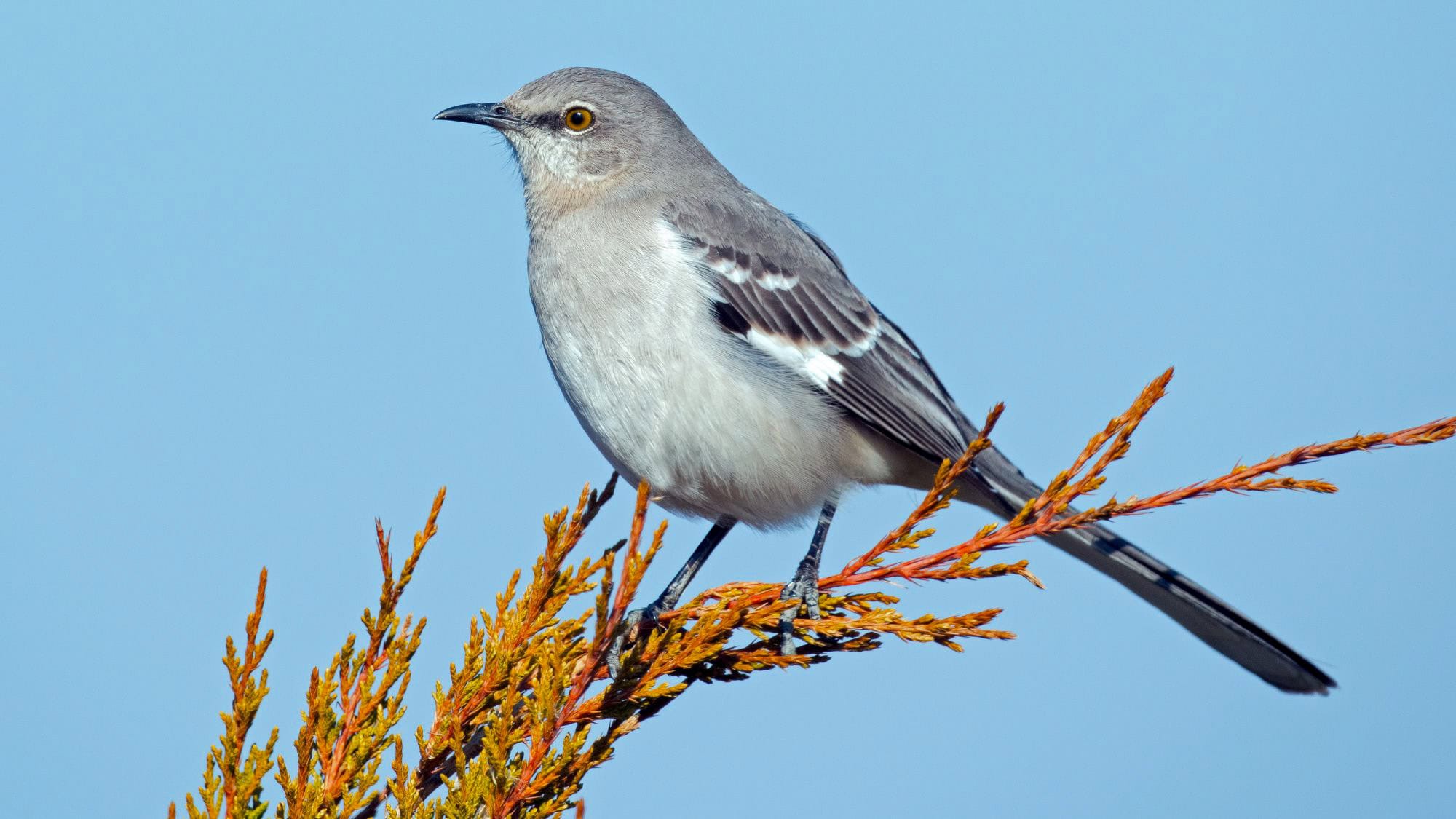 A northern mockingbird perches on the tip of a golden branch against a clear blue sky, its grey feathers sleek and wings marked with white patches, tail extended in a balanced stance.