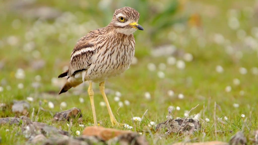 Another view of a stone curlew standing among scattered wildflowers and rocks, with bright yellow legs and a sharp, expressive gaze.