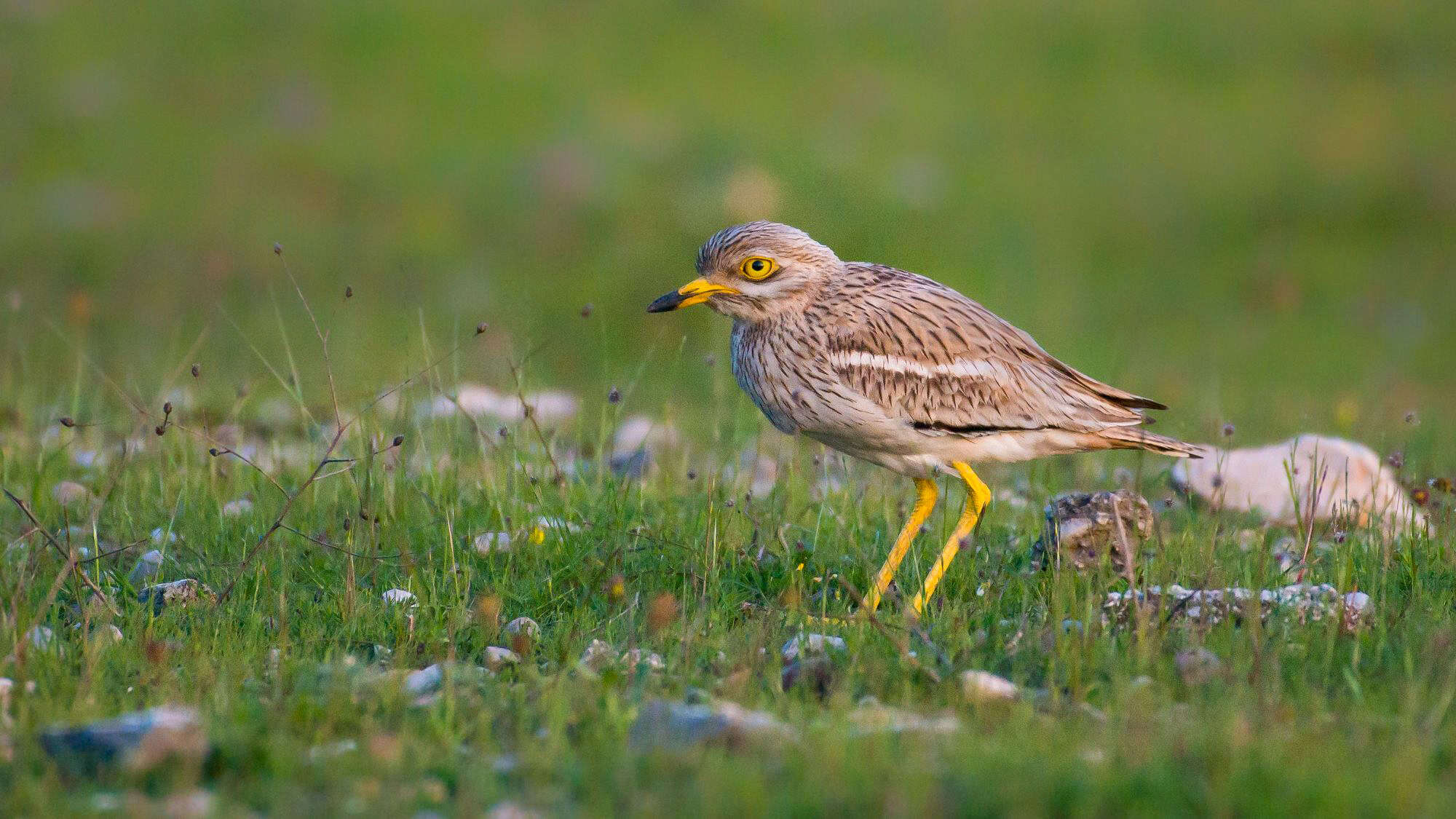A stone curlew stands alert in a grassy, rocky field, its yellow legs and large golden eye contrasting with its streaked brown and white plumage.