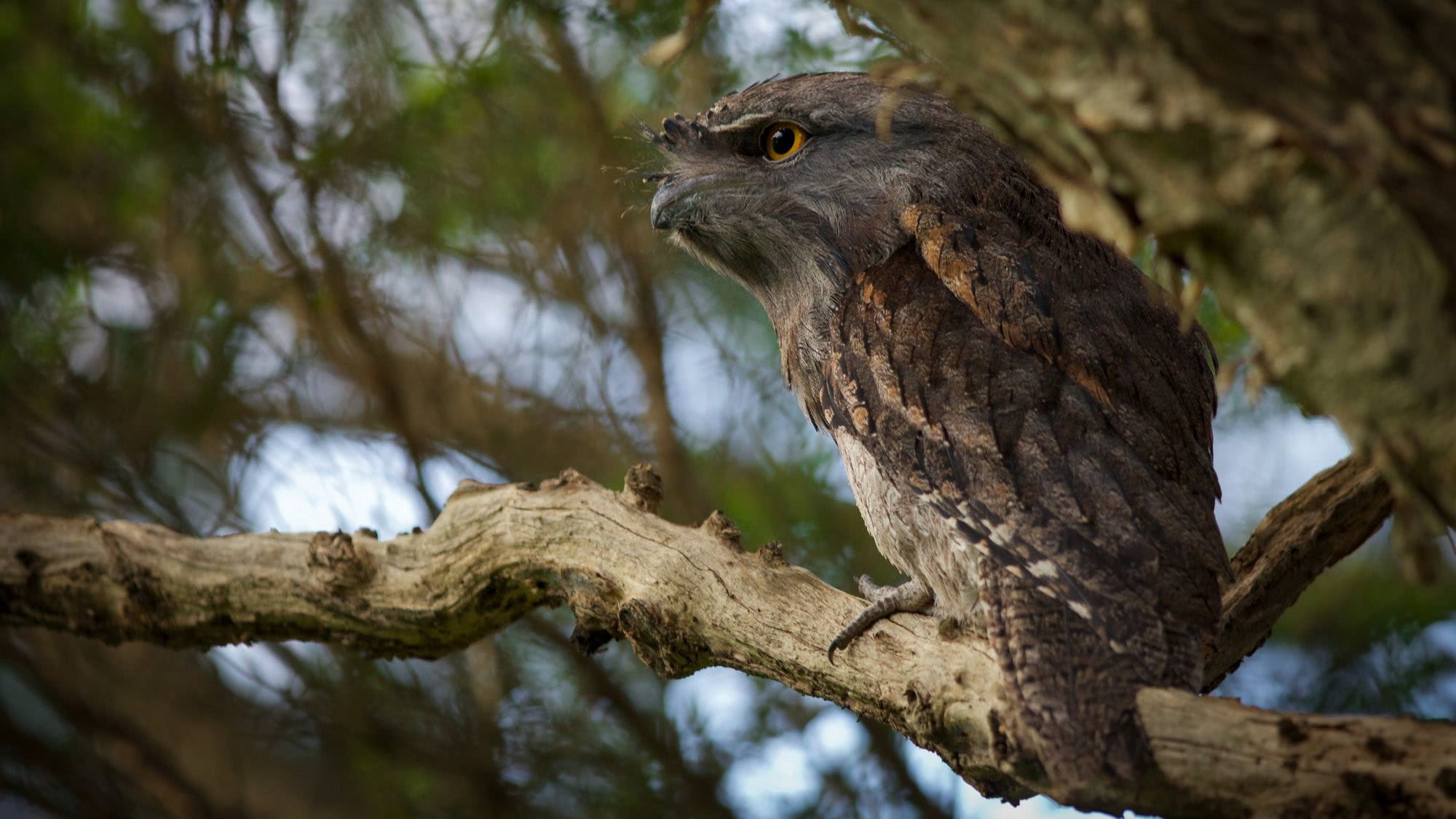 A tawny frogmouth perches low on a tree branch, its stocky body and cryptic, bark-like feathers providing exceptional camouflage in the shadowy woodland.