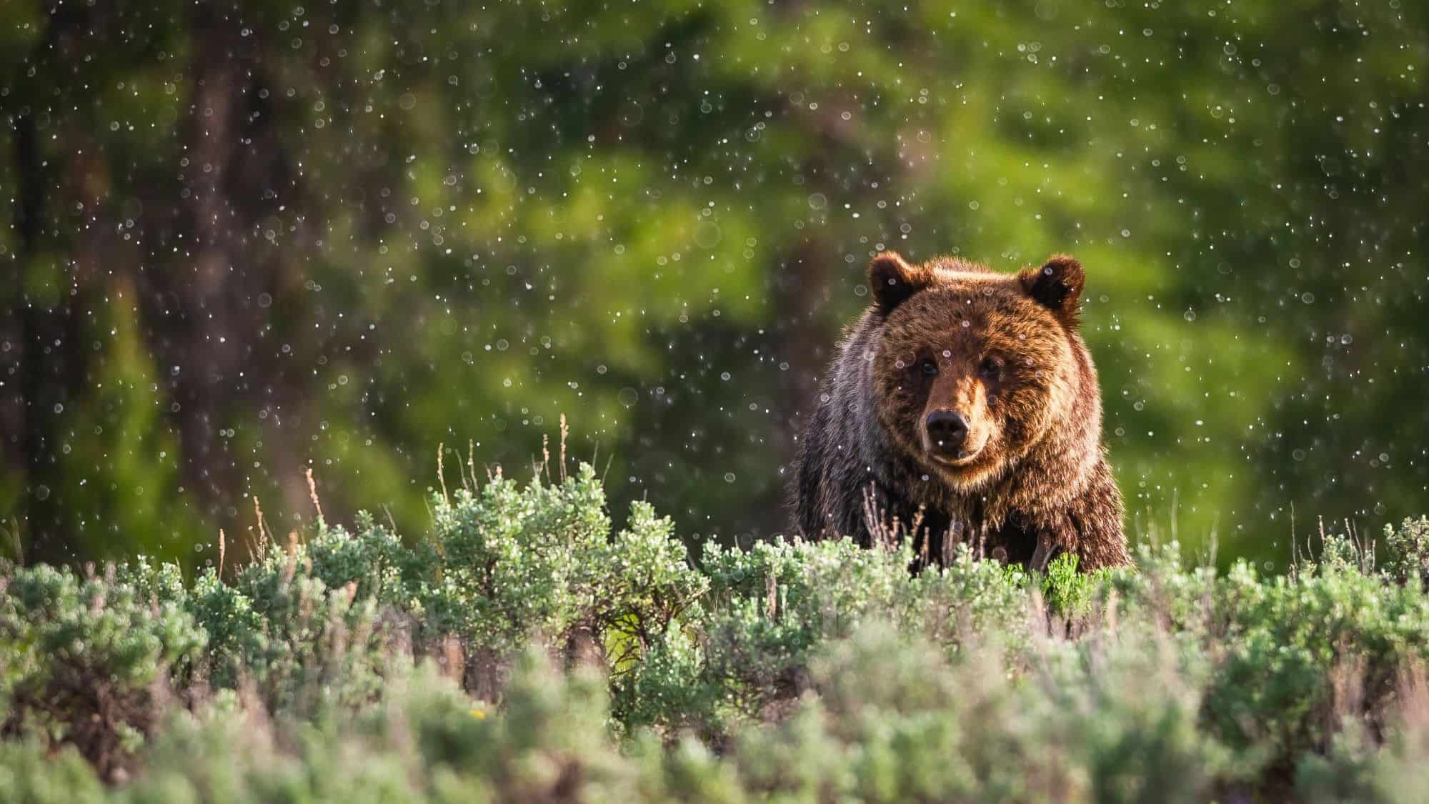 A grizzly bear stands among sagebrush under light snowfall, staring directly at the camera with dense green forest blurred in the background.
