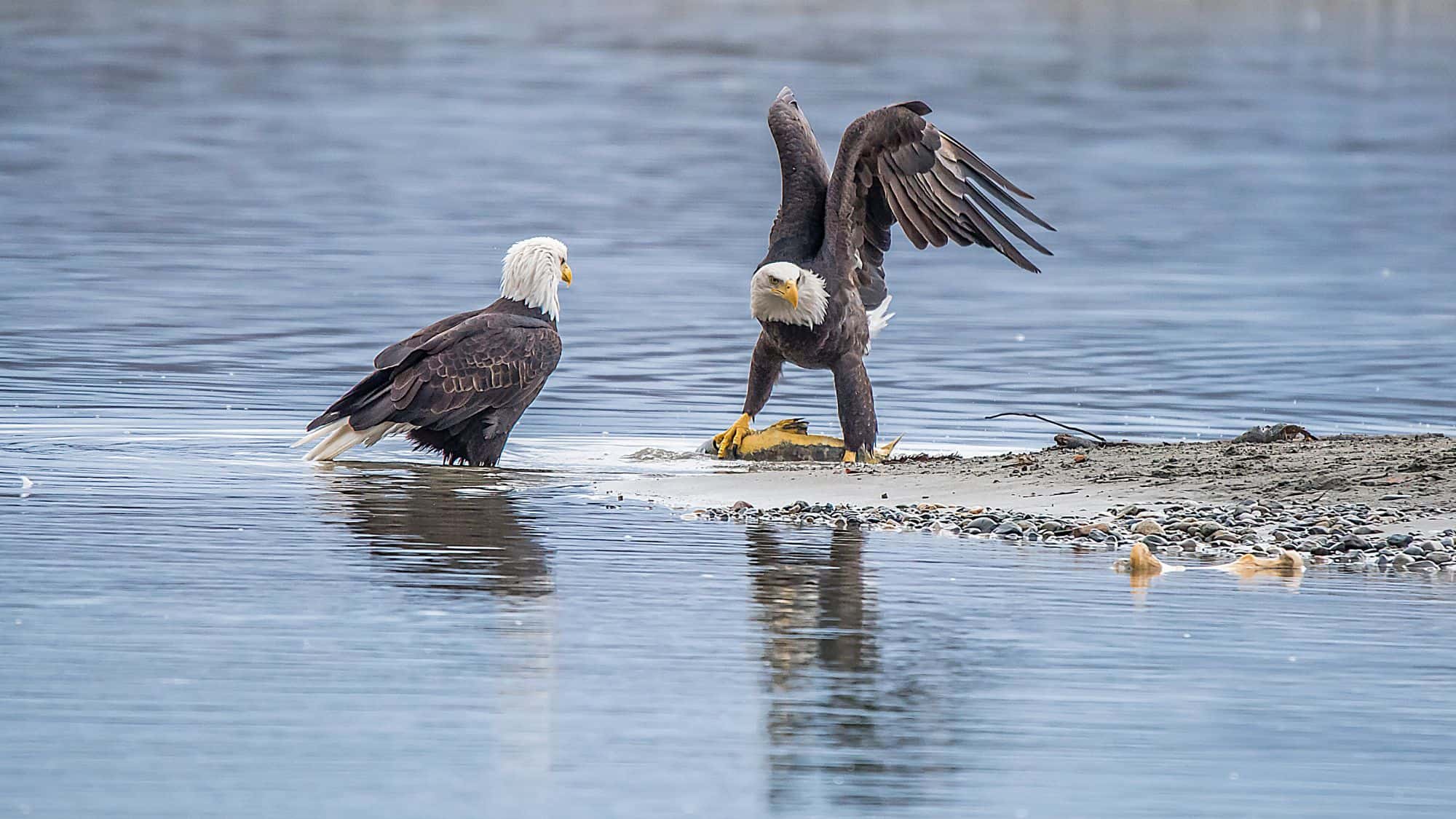 Two bald eagles stand in shallow water on a riverbank in Haines, Alaska, one with wings extended and talons gripping a fish, showcasing a dramatic wildlife moment.