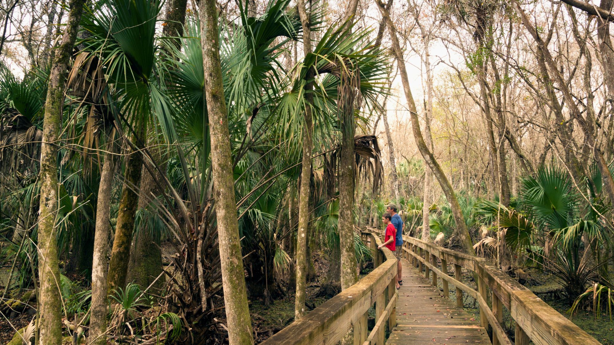 Two people stand on a wooden boardwalk surrounded by dense palm and cypress forest in Highlands Hammock State Park, gazing into the swampy underbrush.