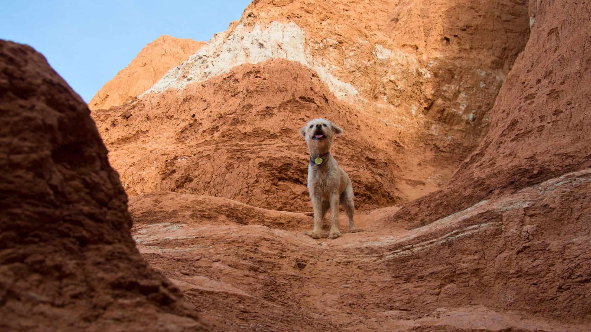 A scruffy dog stands confidently between the red rock formations of Palo Duro Canyon, looking down at the camera with its tongue out.