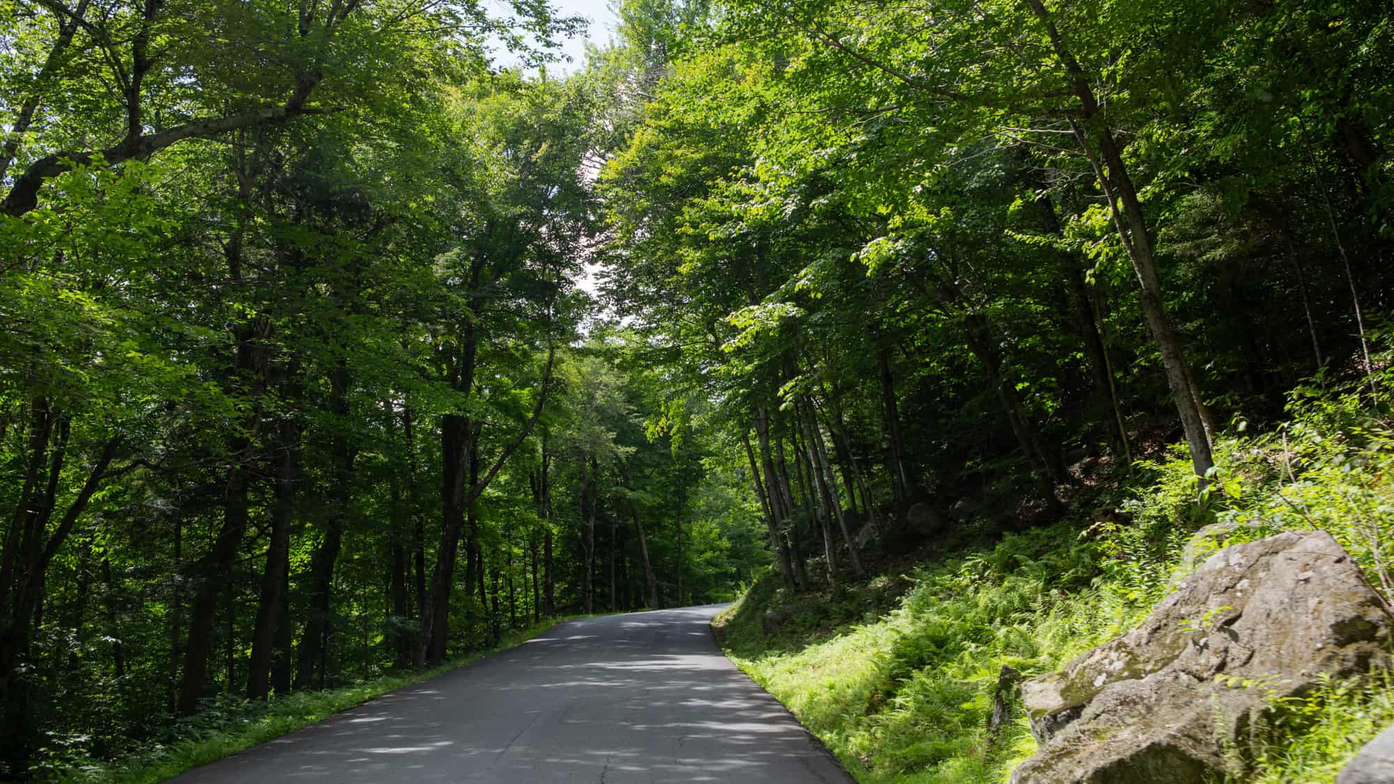 A paved road winds through tall, leafy trees on a sunny summer day, creating a tunnel of green in a quiet, shaded forest landscape.