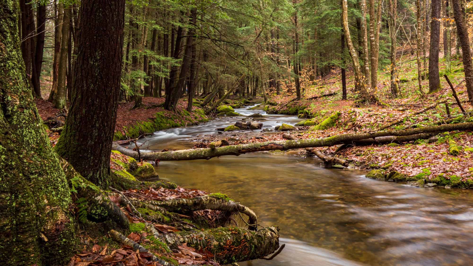 A serene forest stream flows between mossy tree trunks and over scattered rocks in a dense, misty woodland with damp leaves and green undergrowth.