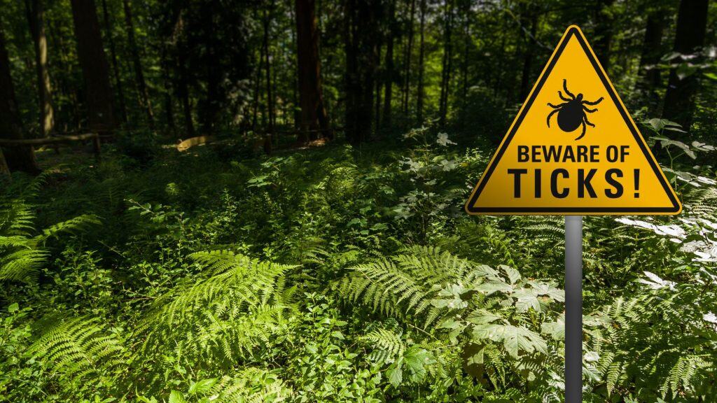 A bright yellow triangular sign reads “BEWARE OF TICKS!” with a bold tick icon, standing amidst dense ferns and leafy undergrowth in a sun-dappled wooded area.