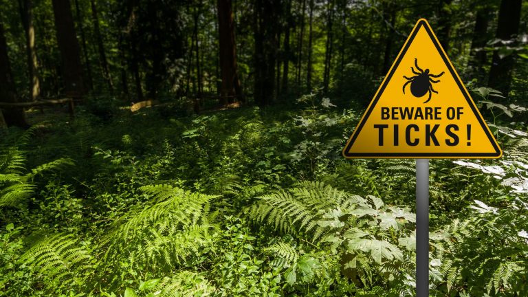 A bright yellow triangular sign reads “BEWARE OF TICKS!” with a bold tick icon, standing amidst dense ferns and leafy undergrowth in a sun-dappled wooded area.