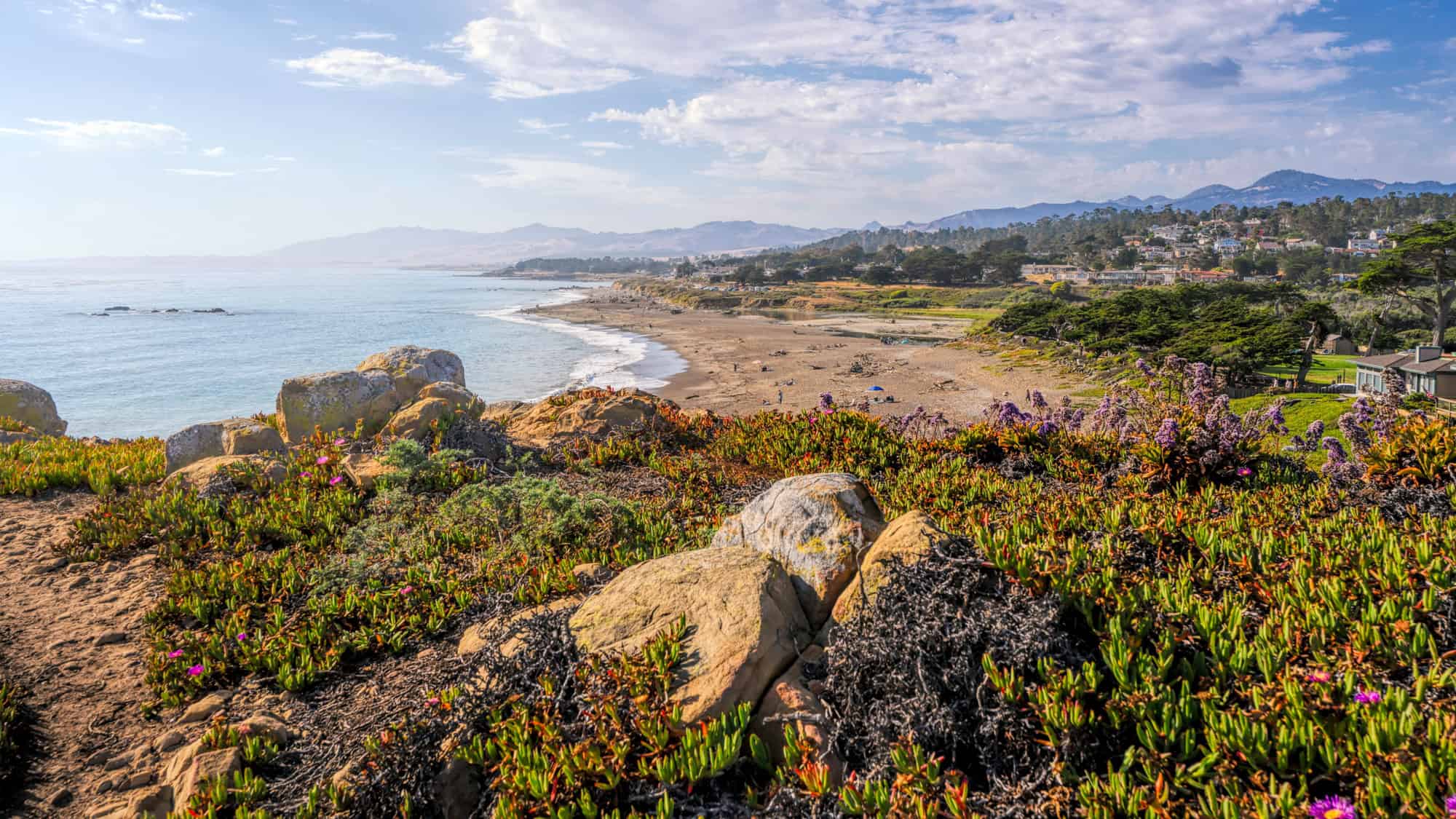 A scenic view of Moonstone Beach in Cambria, California, with coastal wildflowers in the foreground, a sandy beach curving along the Pacific Ocean, and distant mountains under a partly cloudy sky.