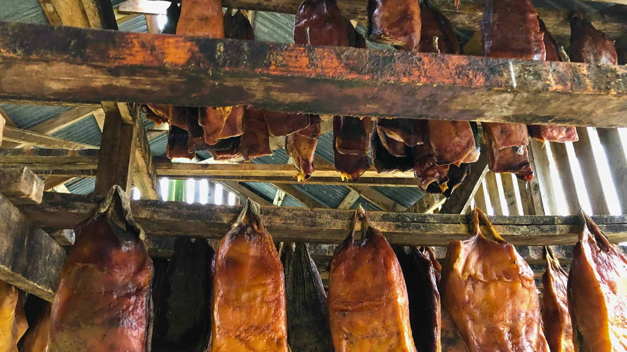 Fermented shark meat (hákarl) hanging in a traditional wooden drying shed in Iceland, with slabs suspended from aged beams under a tin roof.