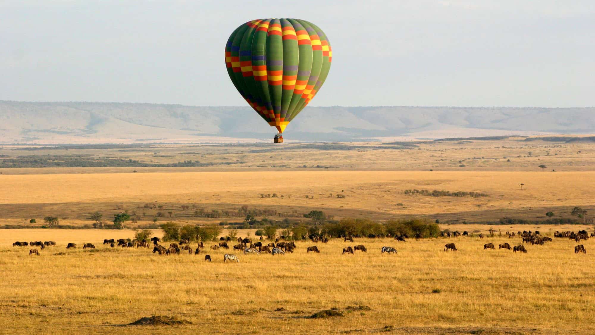 A multicolored hot air balloon floats over the golden savannah of the Masai Mara, as herds of wildebeest and a few zebras graze across the vast grassy plains stretching to the distant hills.