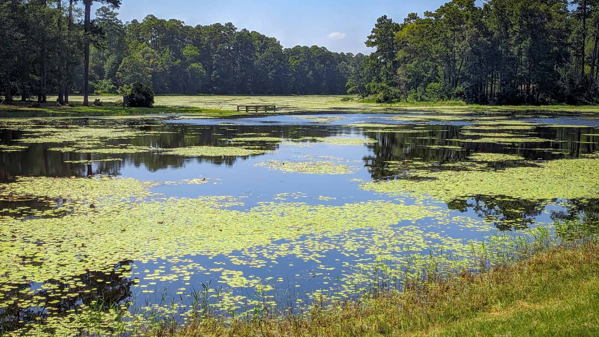 A calm pond covered in floating lily pads stretches into the distance, bordered by tall pine trees and reflecting a clear sky, capturing the serene wetland environment of eastern Texas.