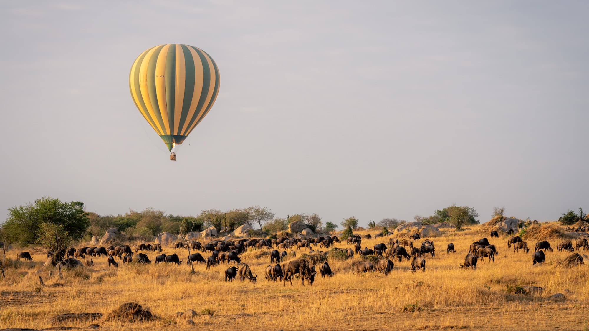 A striped hot air balloon floats above golden savannah grasslands in the Serengeti, Tanzania, as a large herd of wildebeest grazes below under soft morning light.