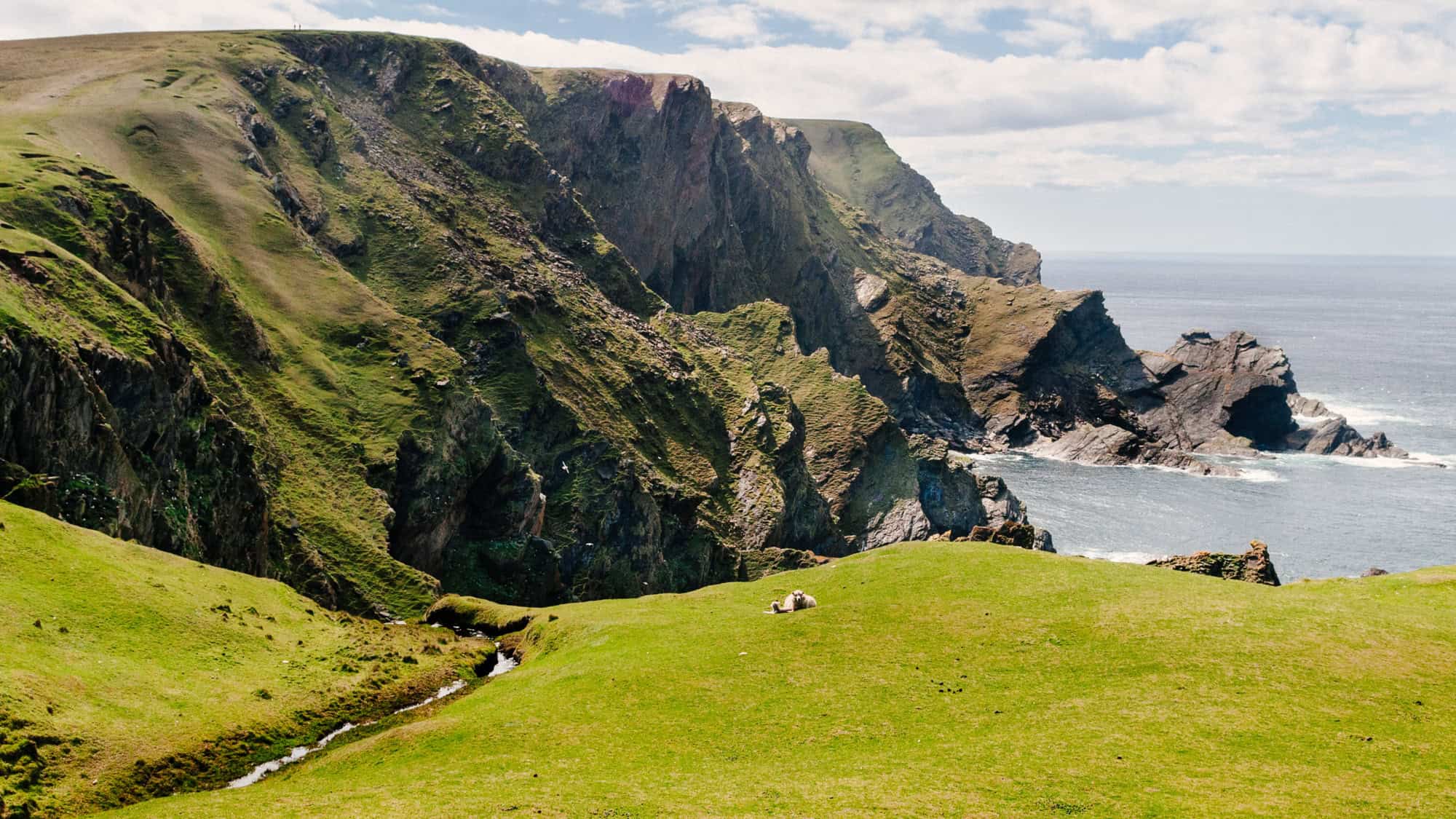 Dramatic sea cliffs and green rolling hills of Unst in the Shetland Islands drop into the Atlantic Ocean, with sheep grazing in the foreground.