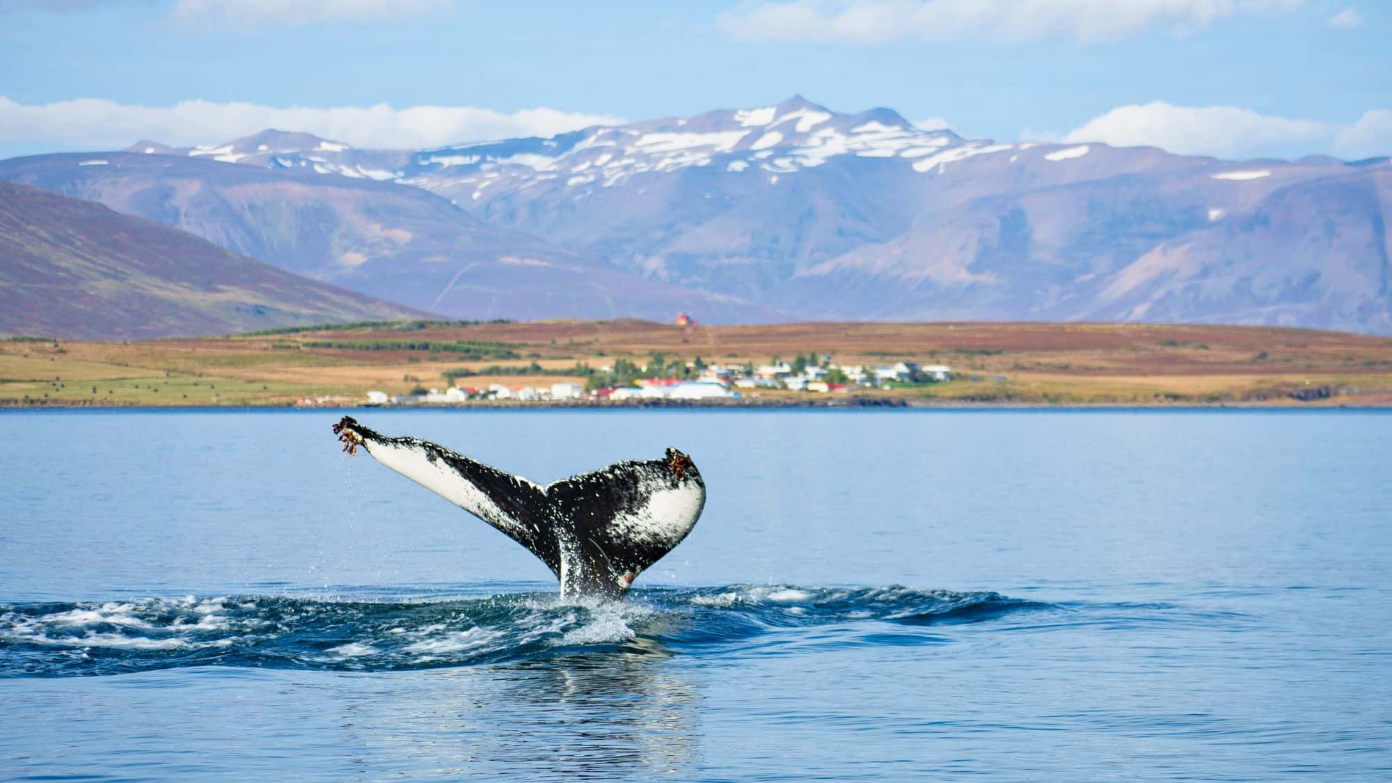 A humpback whale’s tail lifts above the calm water, dripping as it dives near a coastal Icelandic village, backed by rolling hills and snow-dusted mountains.