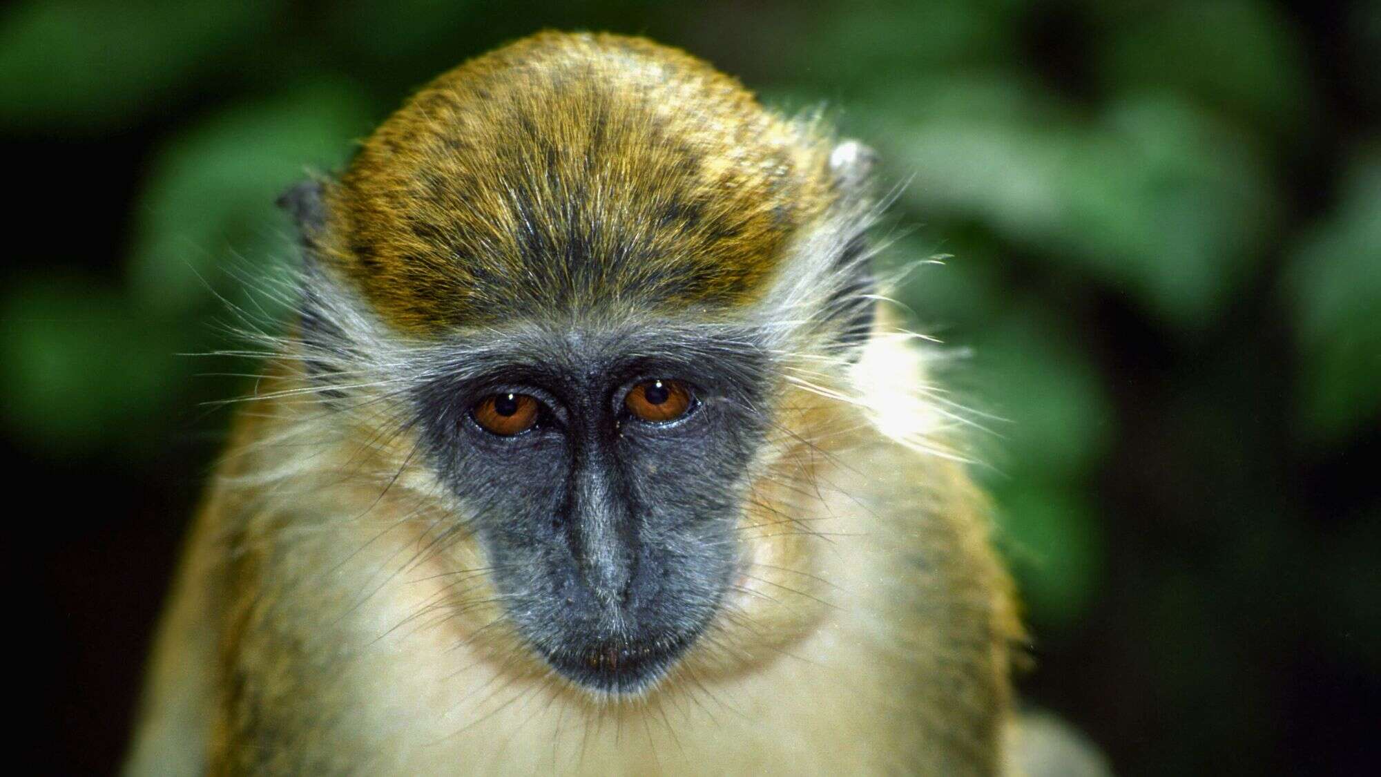 A close-up portrait of a green monkey shows its expressive amber eyes and detailed facial fur, set against a blurred forest background.