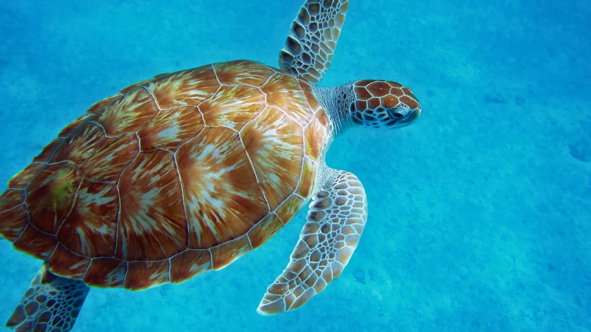 A close-up of a sea turtle gracefully swimming underwater, showcasing its intricately patterned shell and flippers in vivid blue surroundings.