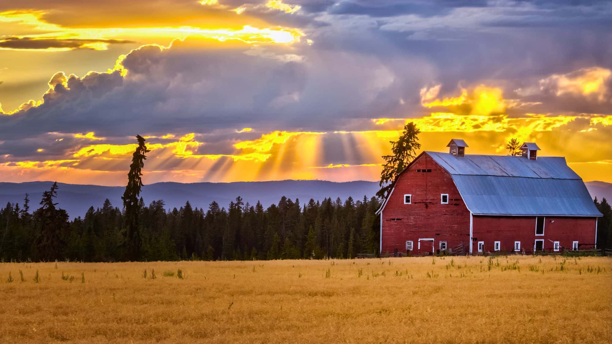 A classic red barn with a silver roof sits on the edge of a golden wheat field, with sun rays piercing through dramatic clouds over a pine forest backdrop.