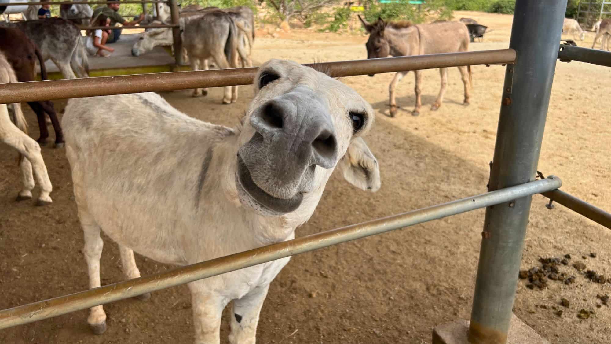 A playful image of a donkey peeking through a metal fence, with other donkeys and children interacting in the background. The setting is a fenced, rural area designed for animal interaction.
