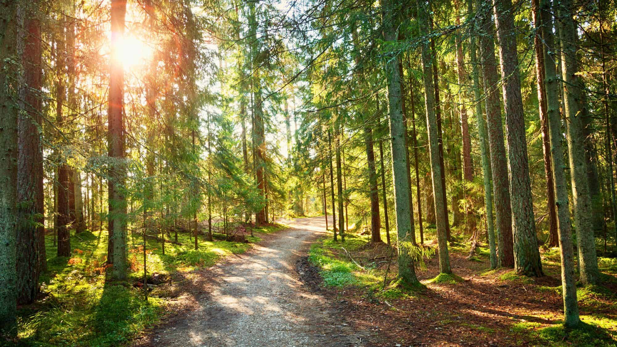 Golden sunlight filters through tall evergreen trees, casting warm rays onto a winding dirt trail through a peaceful forest.
