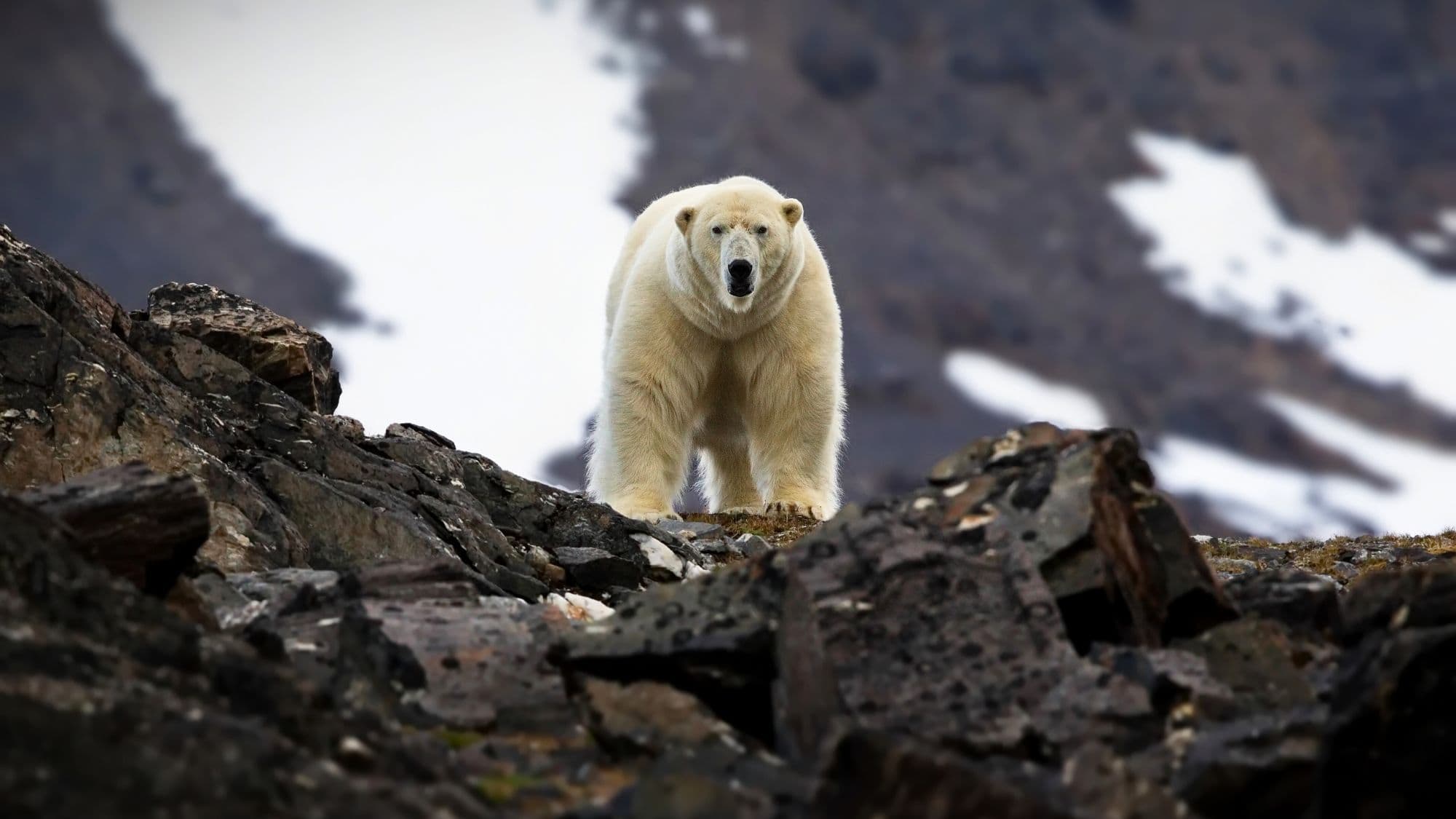 A lone polar bear stands alert on a rocky slope with a blurred backdrop of snow patches and rugged cliffs in the Arctic wilderness.