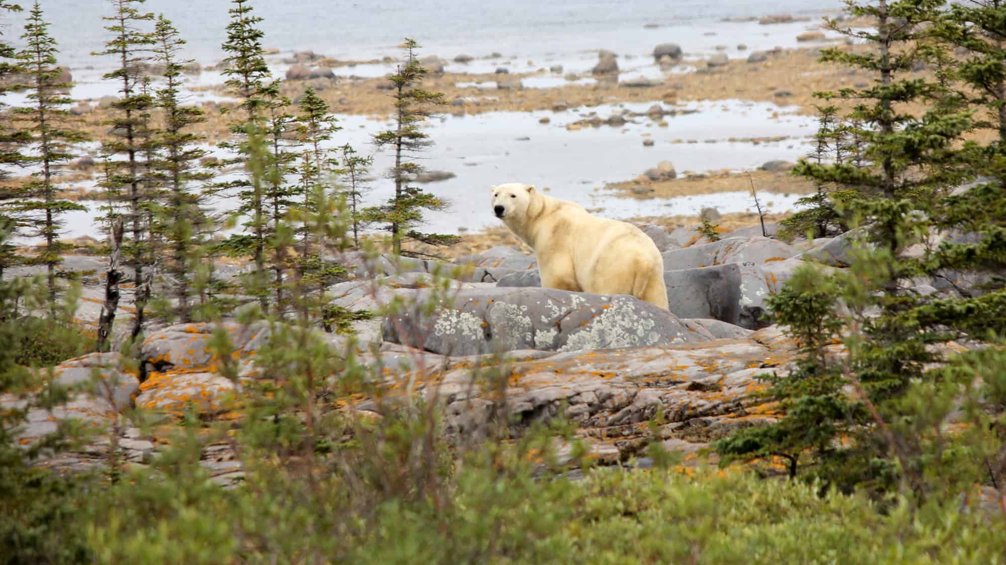 A lone polar bear stands on a rocky, tundra-like coastline scattered with pine trees, looking back toward the camera near the frigid water’s edge.