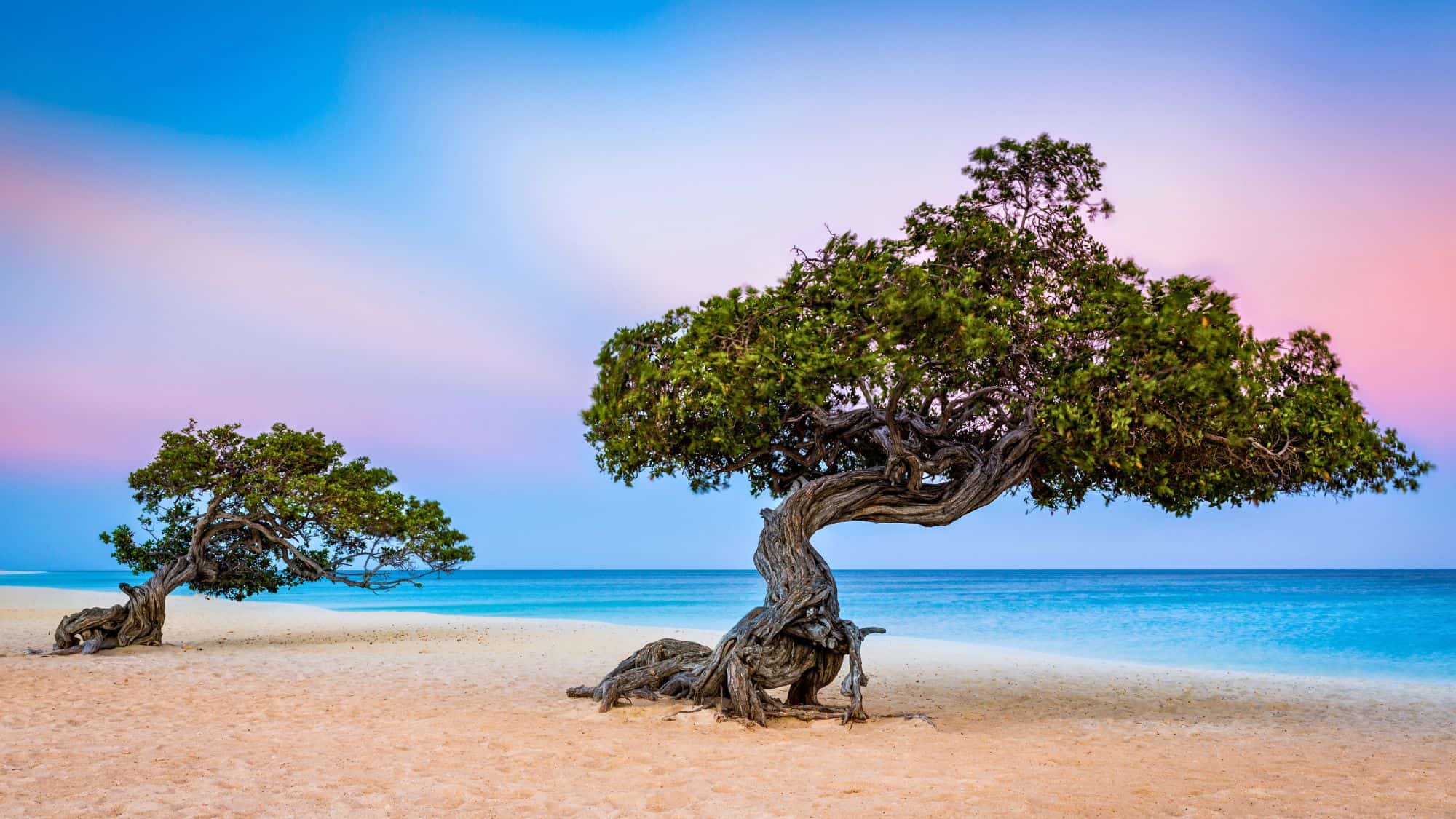 A tranquil beach scene at dawn or dusk, showcasing two uniquely twisted trees on a sandy shore. The colorful sky and calm ocean create a peaceful atmosphere.