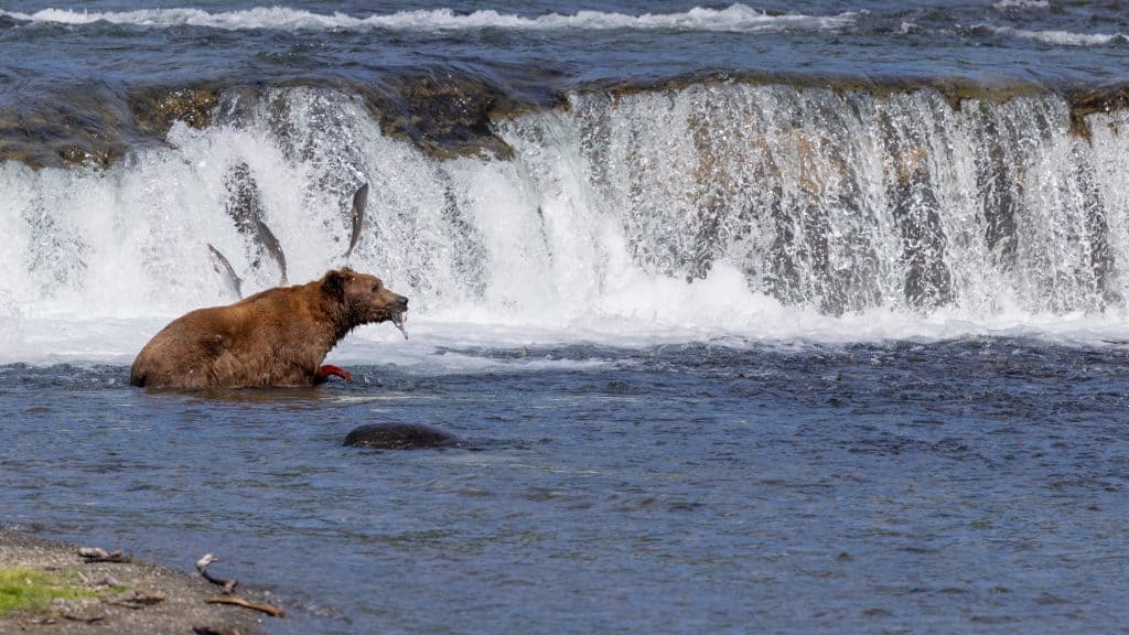 A brown bear stands midstream at the base of a waterfall catching salmon mid-leap, with splashes of water frozen in motion against the rugged Alaskan backdrop.