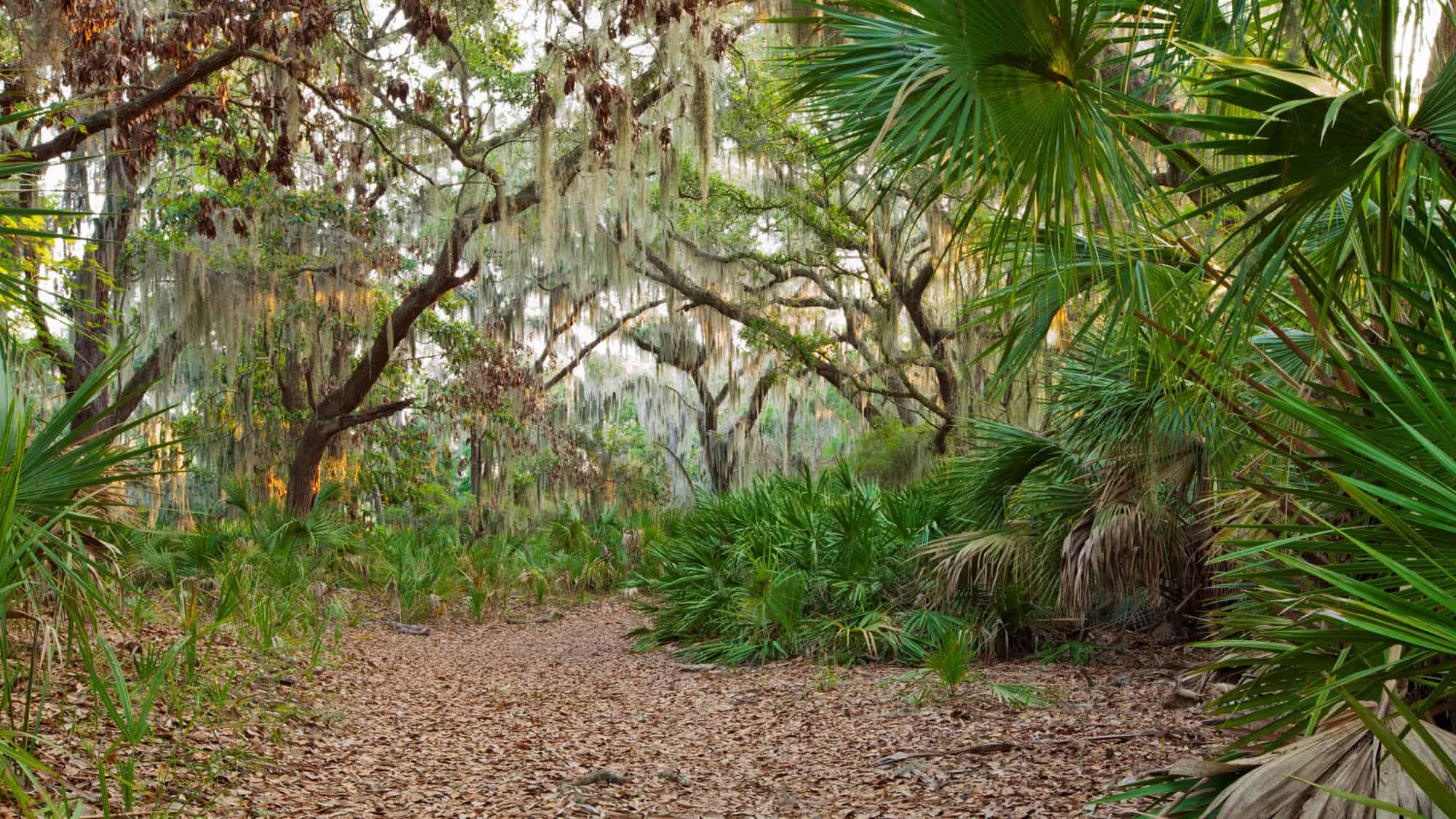 A forest path winds through a southern U.S. woodland, with tall trees draped in Spanish moss and lush palmettos lining the leaf-covered ground.