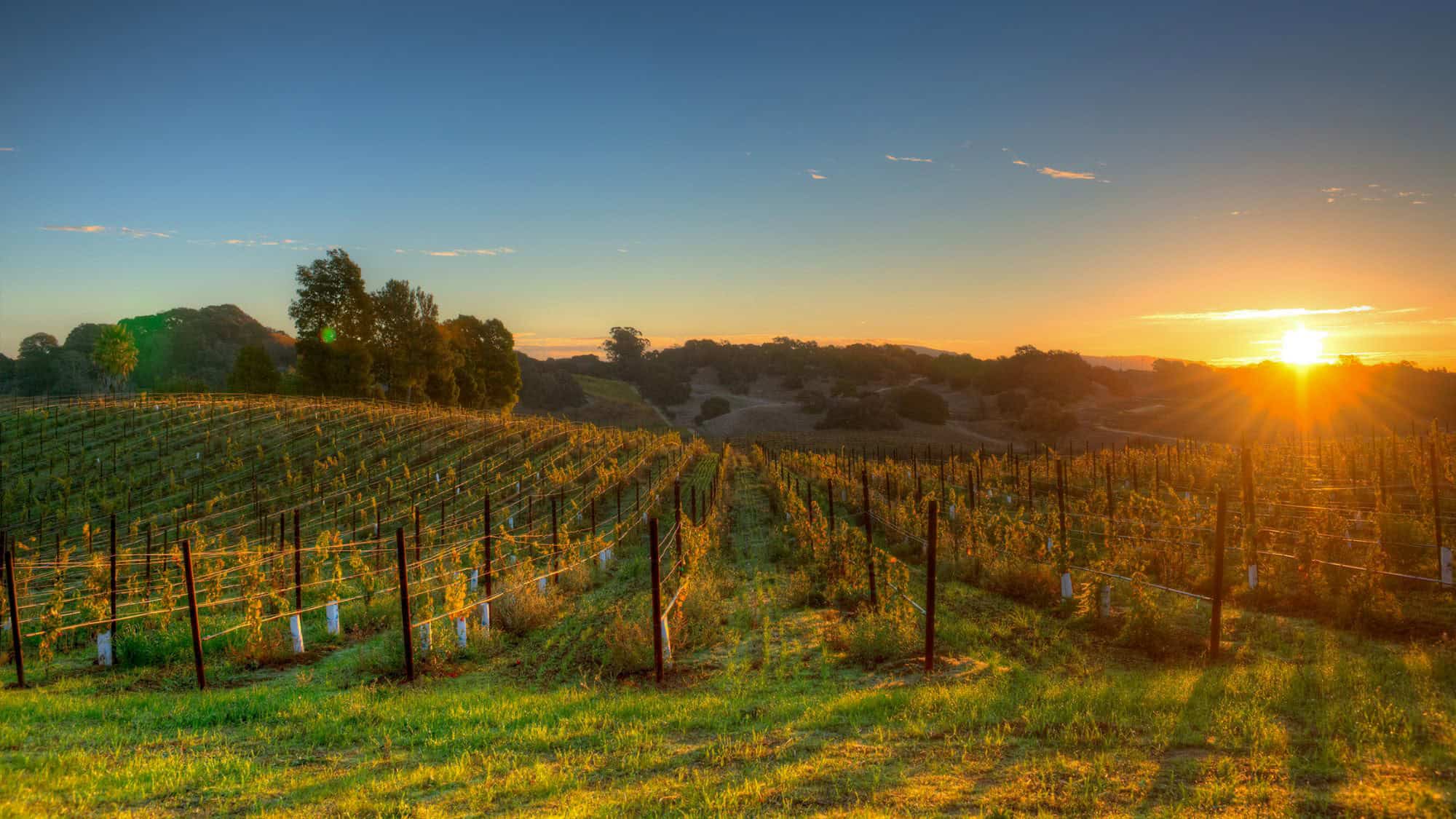 Golden sunlight casts long shadows across vineyard rows on rolling hills, with distant trees silhouetted against a glowing horizon.

