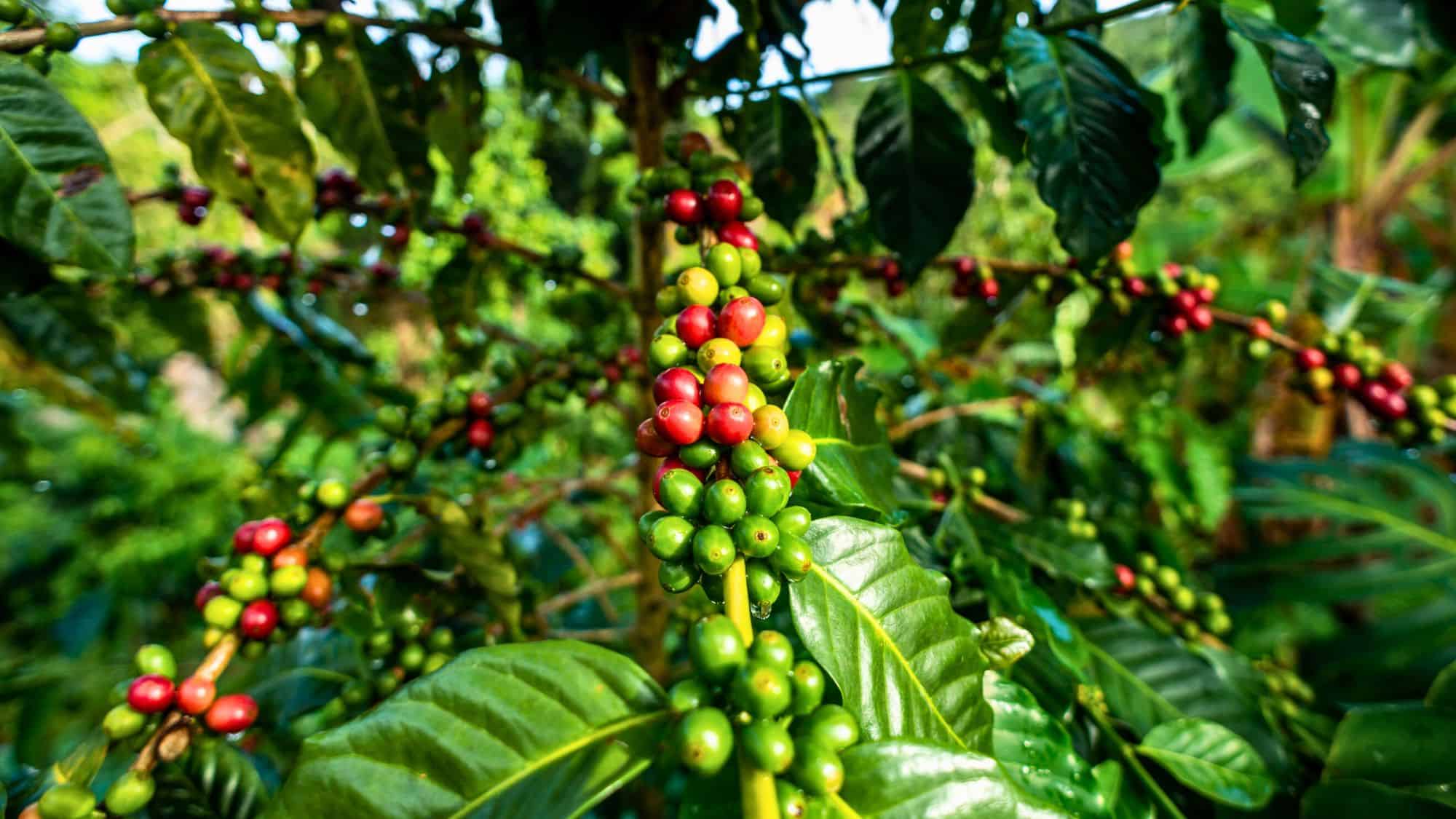 Close-up of a coffee plant with clusters of red and green coffee cherries growing among glossy green leaves.