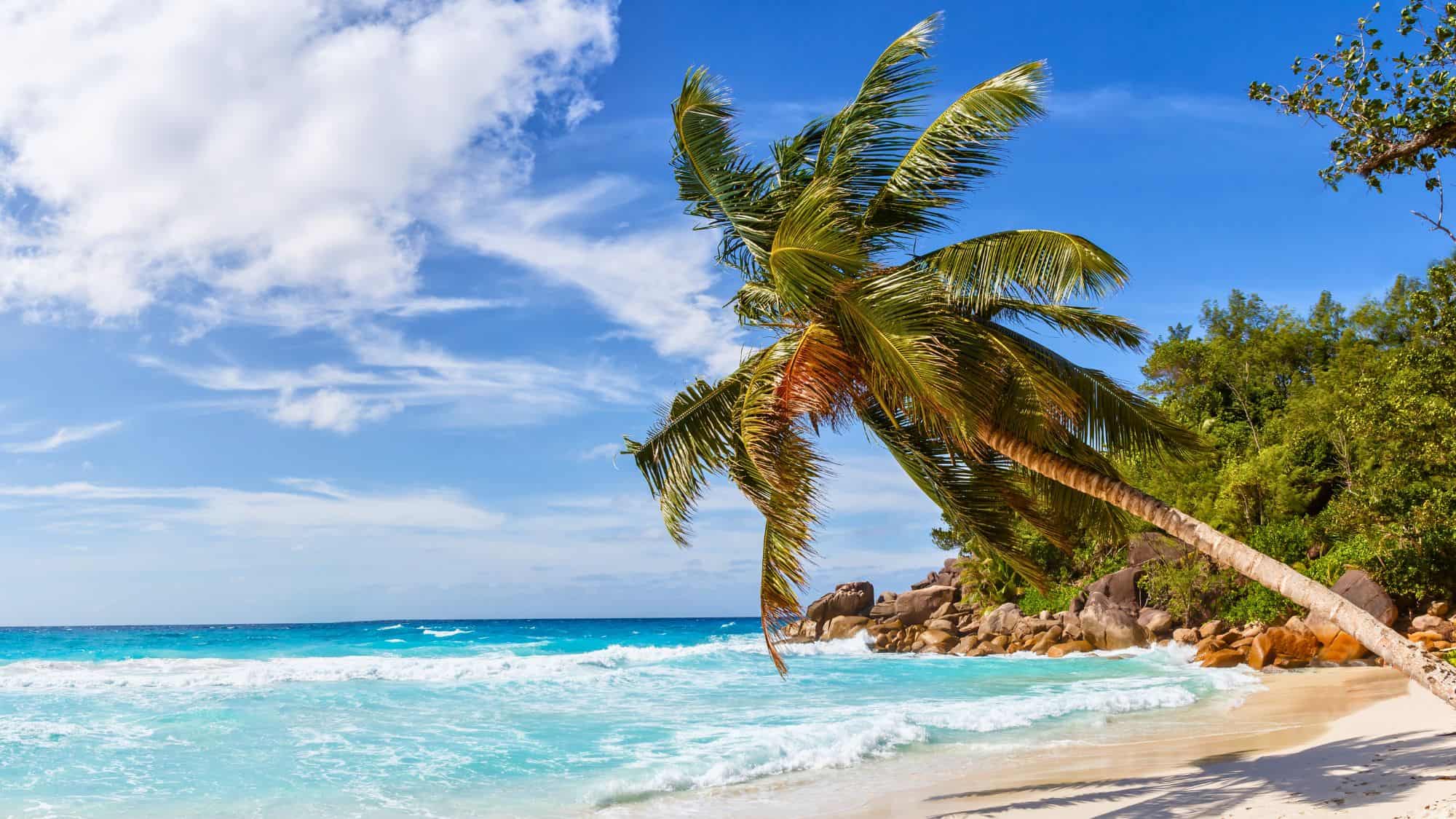A leaning palm tree sways above bright turquoise waves crashing onto a white sandy beach under a vivid blue sky.