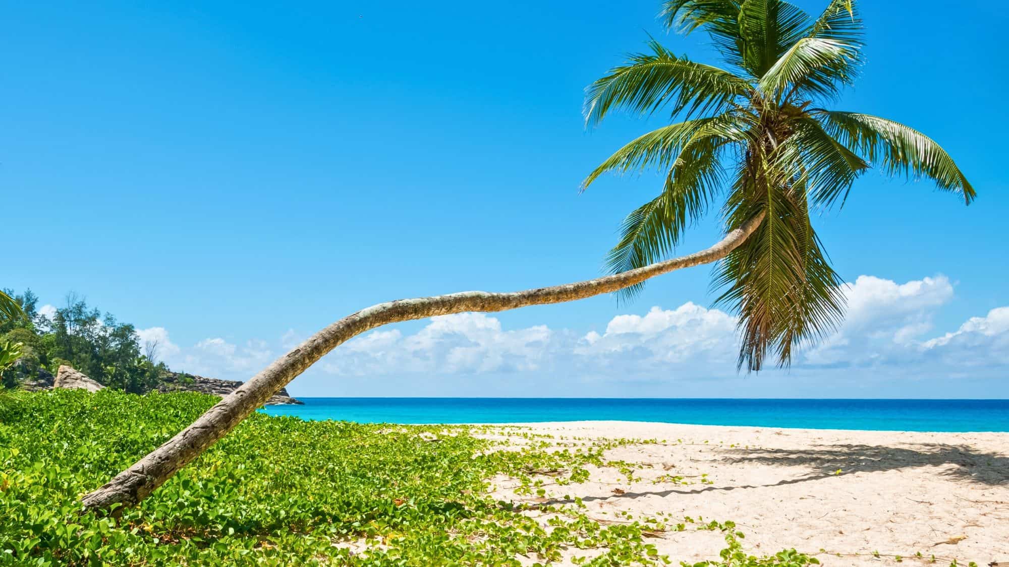 A single tall palm tree bends gracefully over a golden sandy beach with lush greenery and a calm, clear blue sea.