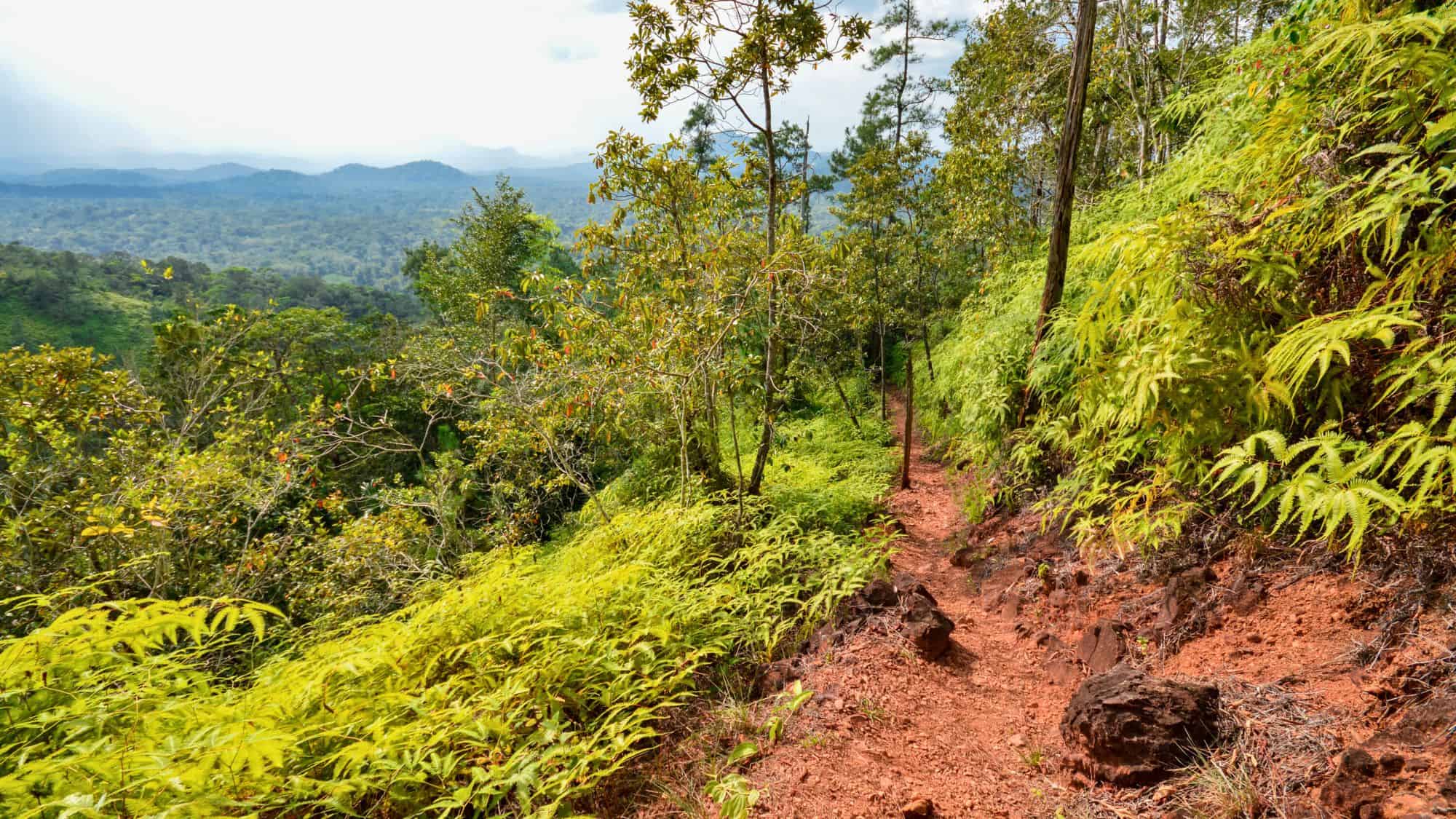 A narrow red-dirt path winds through dense, bright green ferns and trees, overlooking a vast tropical forest valley.