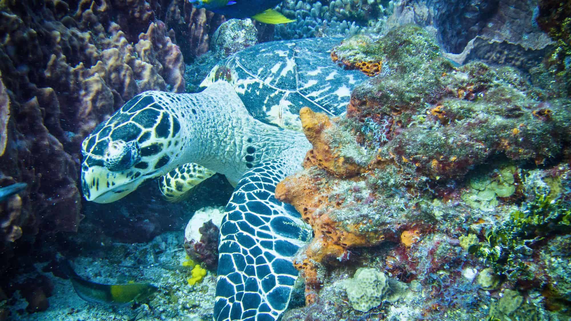 A patterned hawksbill turtle swims among colorful coral formations and tropical fish in clear ocean water.