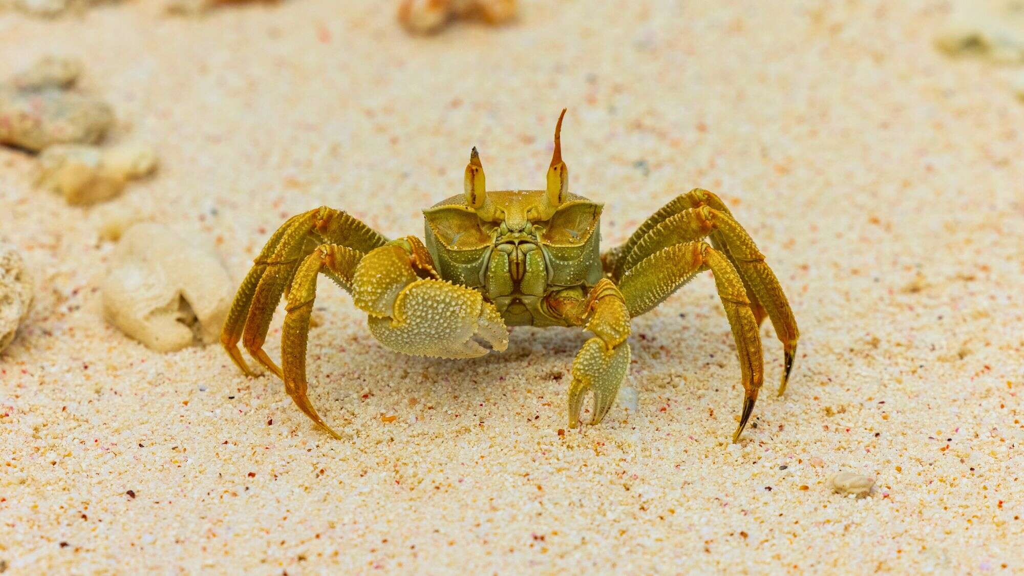 A yellowish ghost crab with raised eyestalks stands alert on pale sand scattered with small coral fragments.